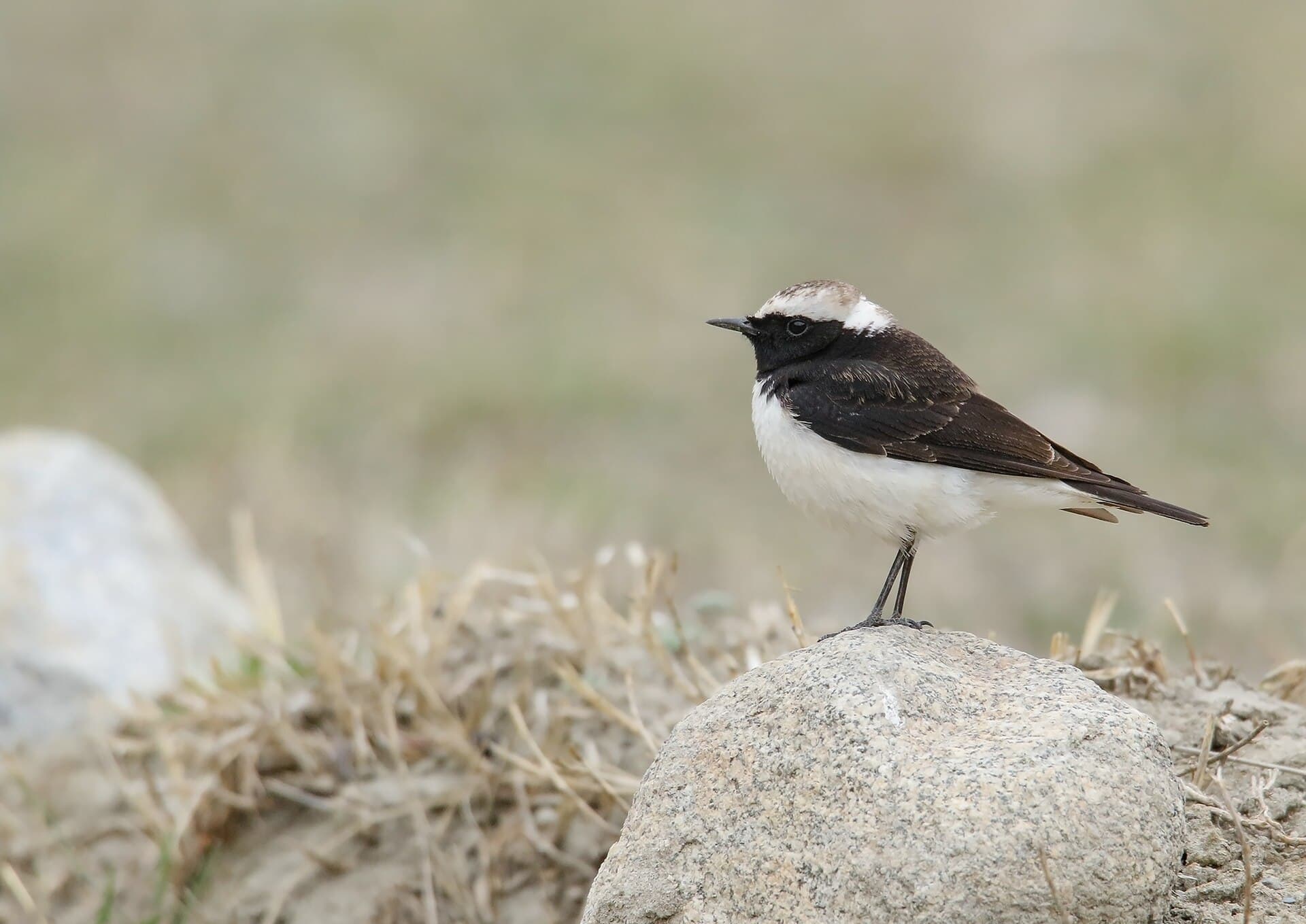 Bonte Tapuit (Oenanthe pleschanka) - Pied Wheatear (Oenanthe pleschanka) (48139746997)