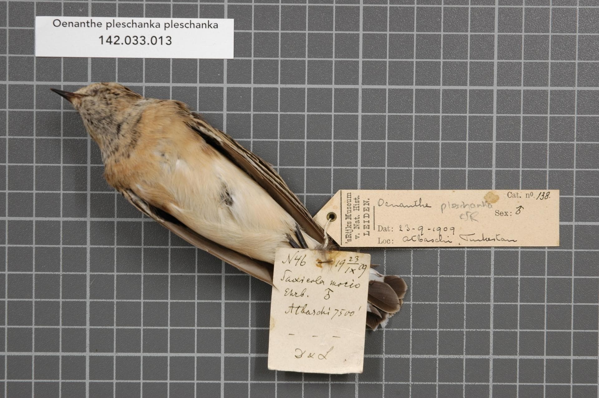 Bonte Tapuit (Oenanthe pleschanka) - Naturalis Biodiversity Center - RMNH.AVES.145710 1 - Oenanthe pleschanka pleschanka (Lepechin, 1770) - Turdidae - bird skin specimen