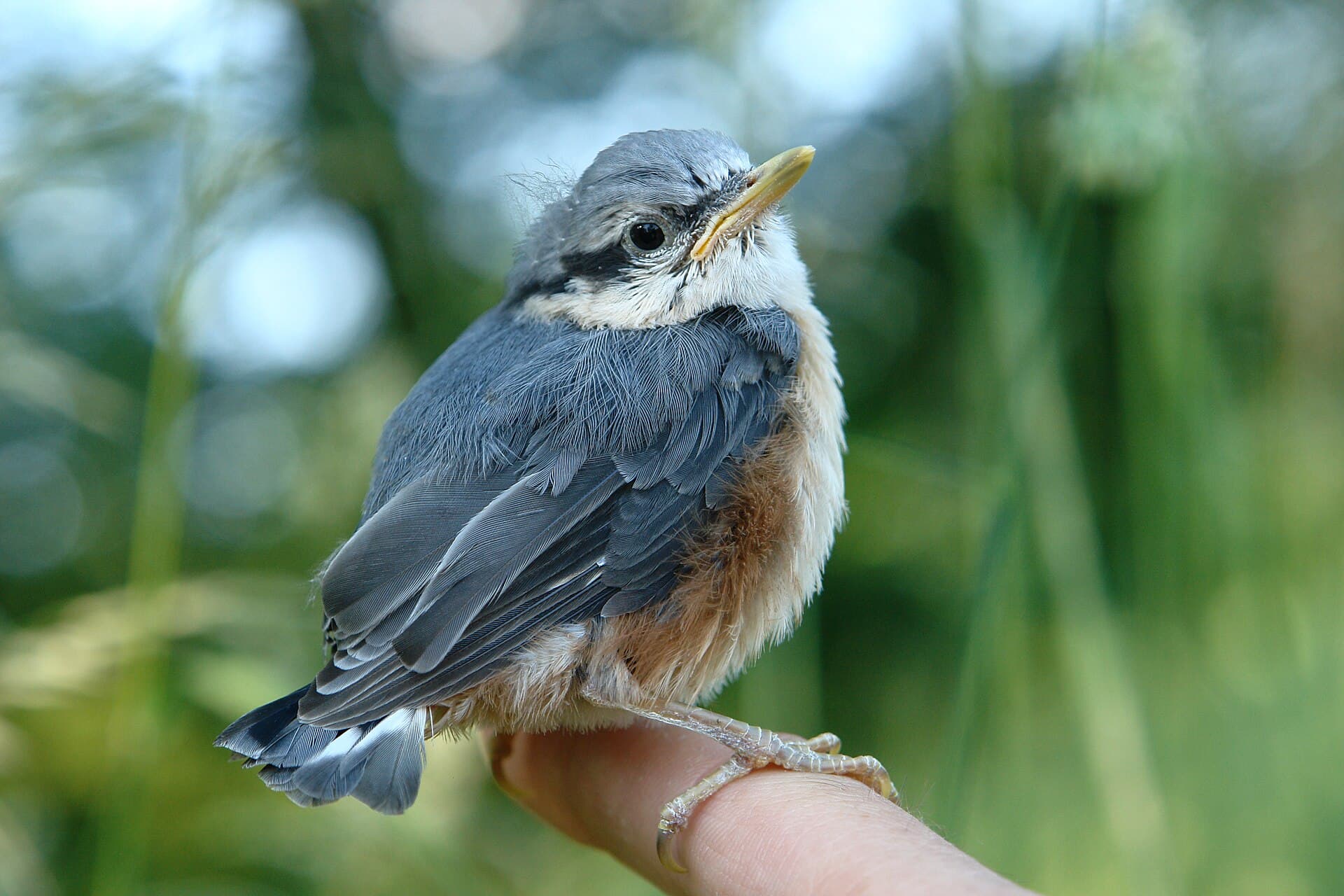 Boomklever (Sitta europaea) - Kleiber - Sitta europaea