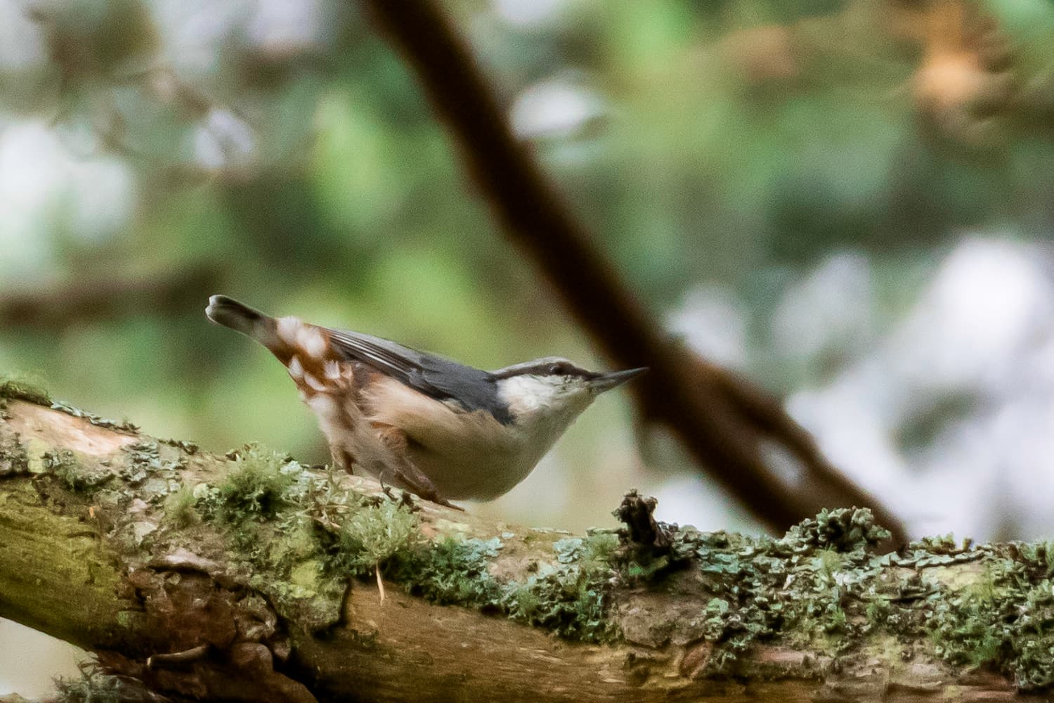 Boomklever (Sitta europaea) - Gabeador azul