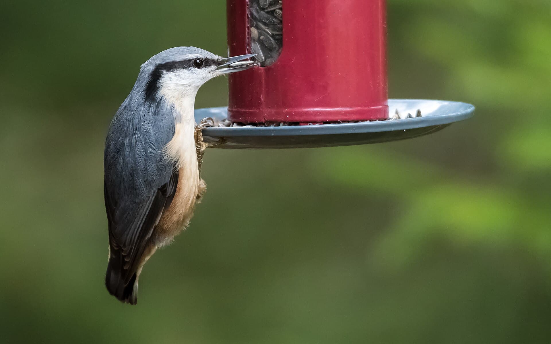 Boomklever (Sitta europaea) - Nuthatch Image