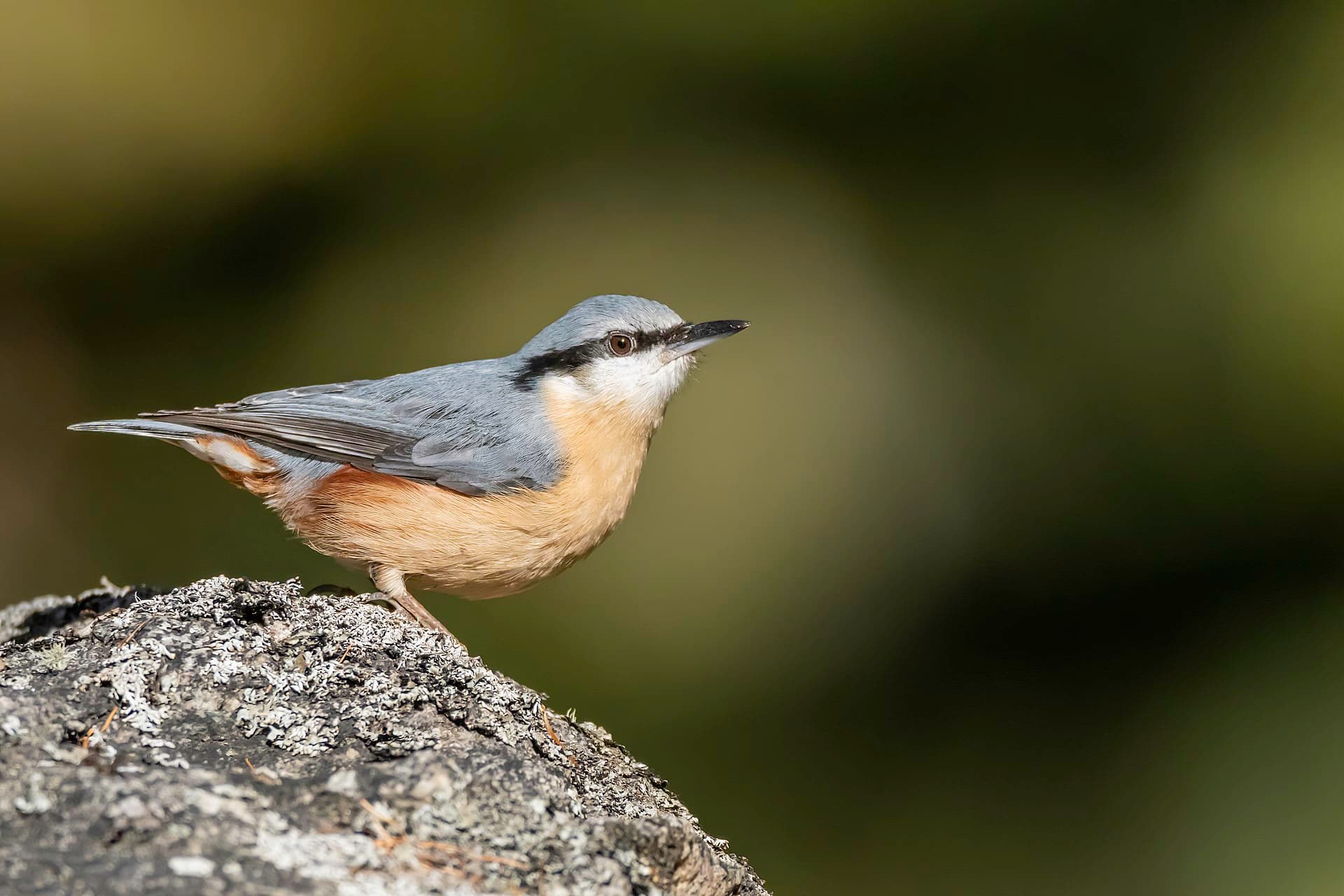 Boomklever (Sitta europaea) - Kleiber (Sitta europaea caesia) Val Roseg