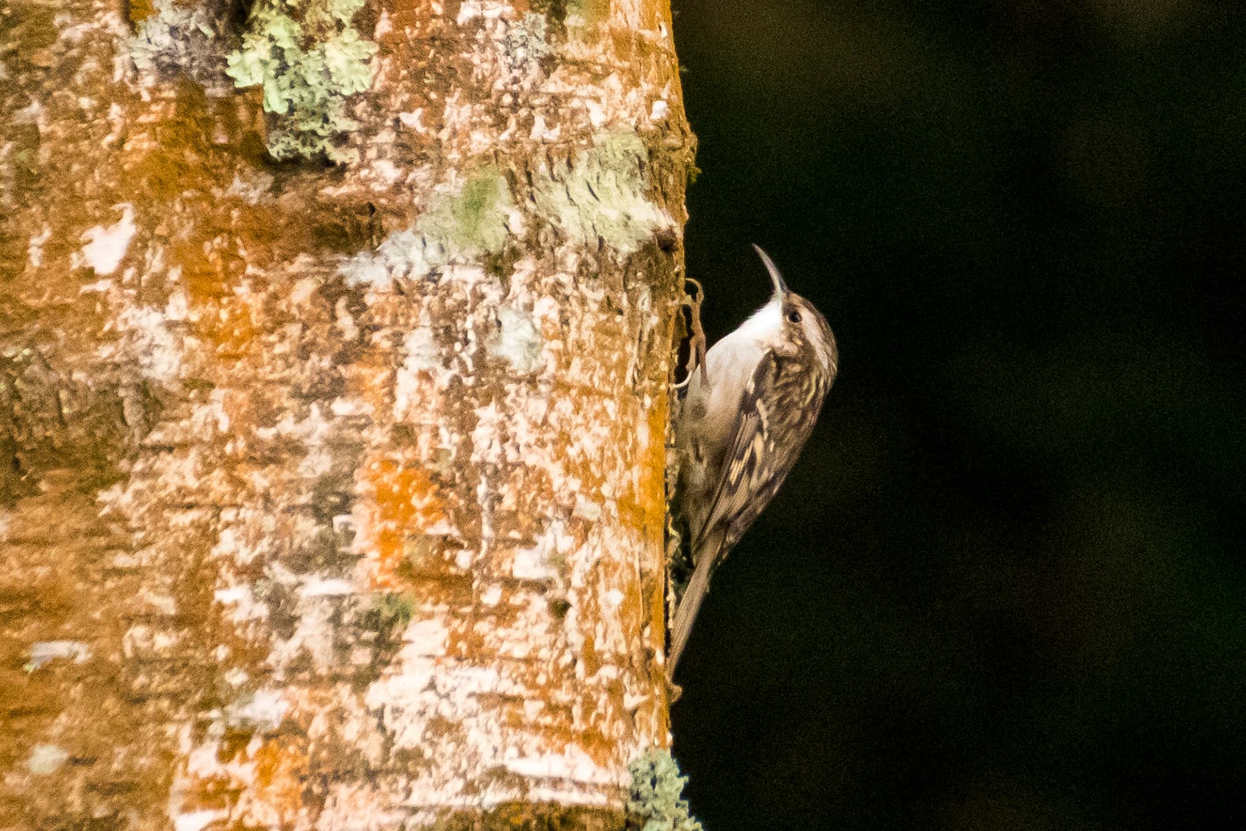 Boomkruiper (Certhia brachydactyla) - Gabeador común