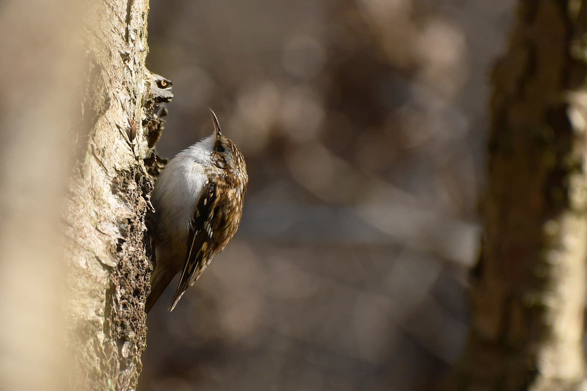 Boomkruiper (Certhia brachydactyla) - Waldbaumläufer (März 2025)