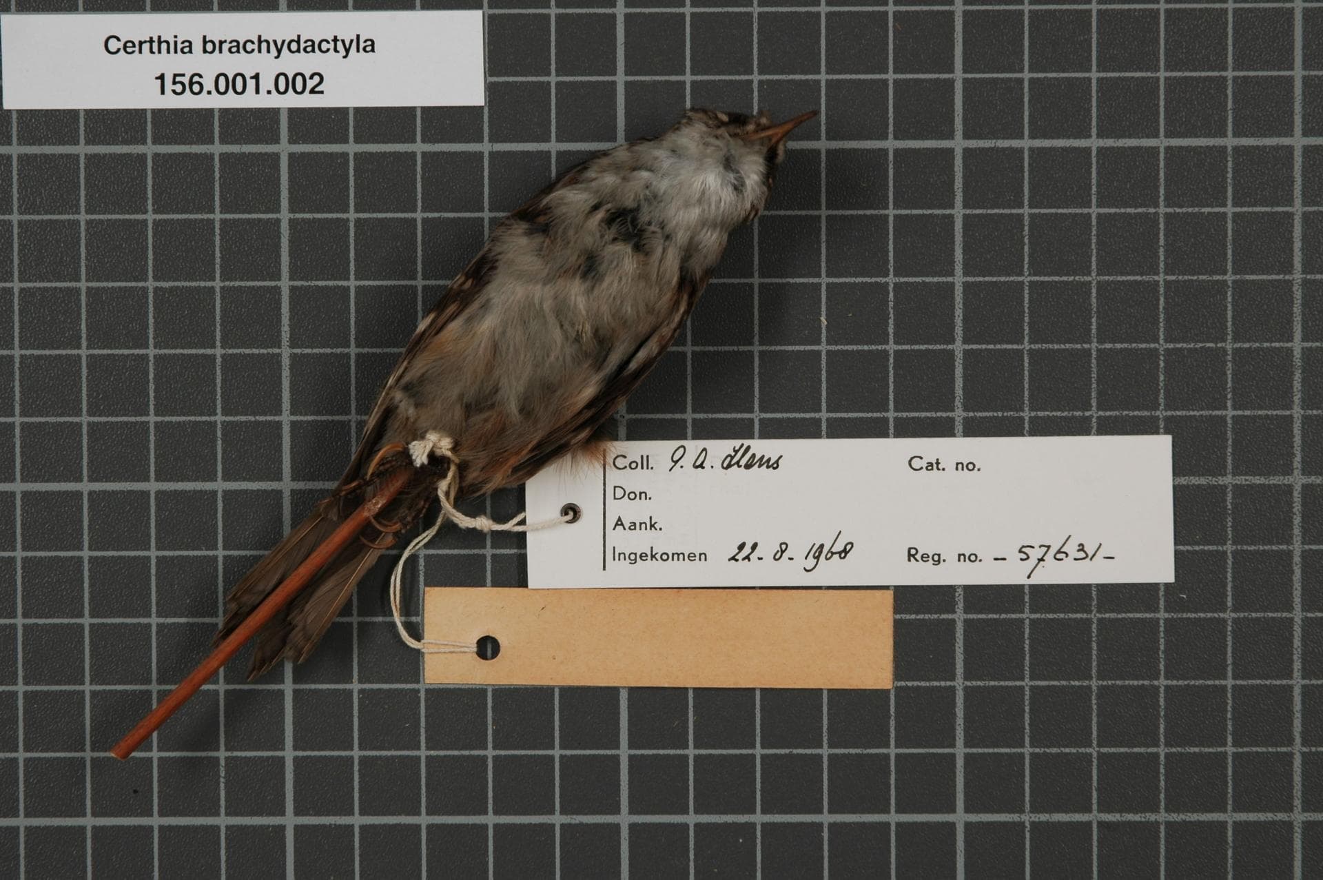 Boomkruiper (Certhia brachydactyla) - Naturalis Biodiversity Center - RMNH.AVES.57631 2 - Certhia brachydactyla Brehm, 1820 - Certhiidae - bird skin specimen