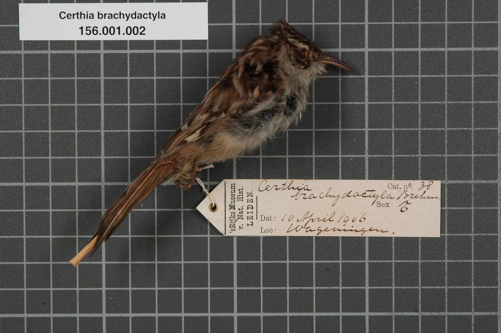 Boomkruiper (Certhia brachydactyla) - Naturalis Biodiversity Center - RMNH.AVES.131734 1 - Certhia brachydactyla Brehm, 1820 - Certhiidae - bird skin specimen