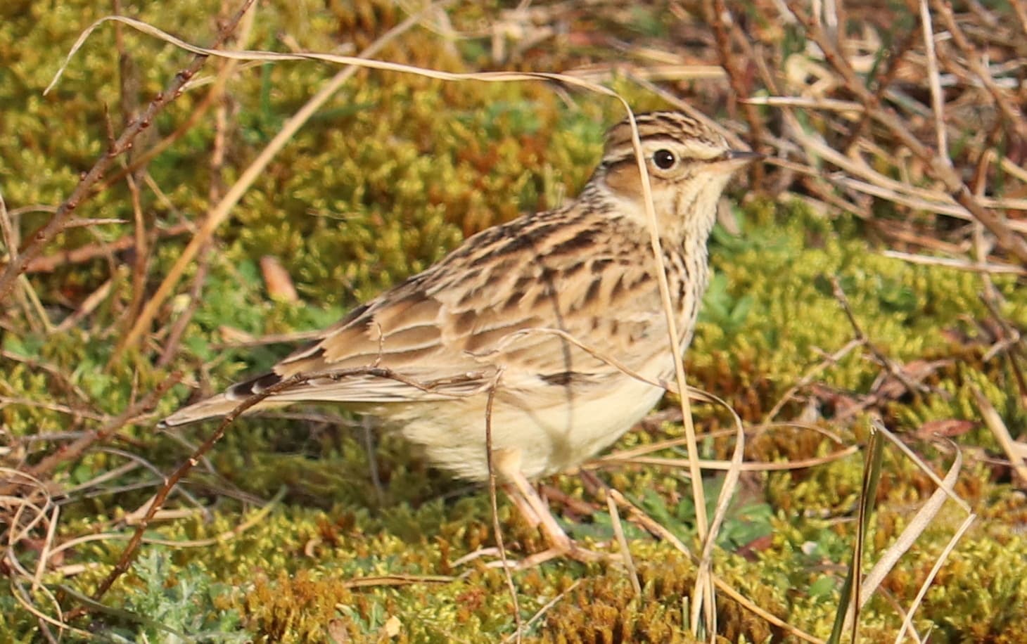 Boomleeuwerik (Lullula arborea) - Lullula arborea 113564595