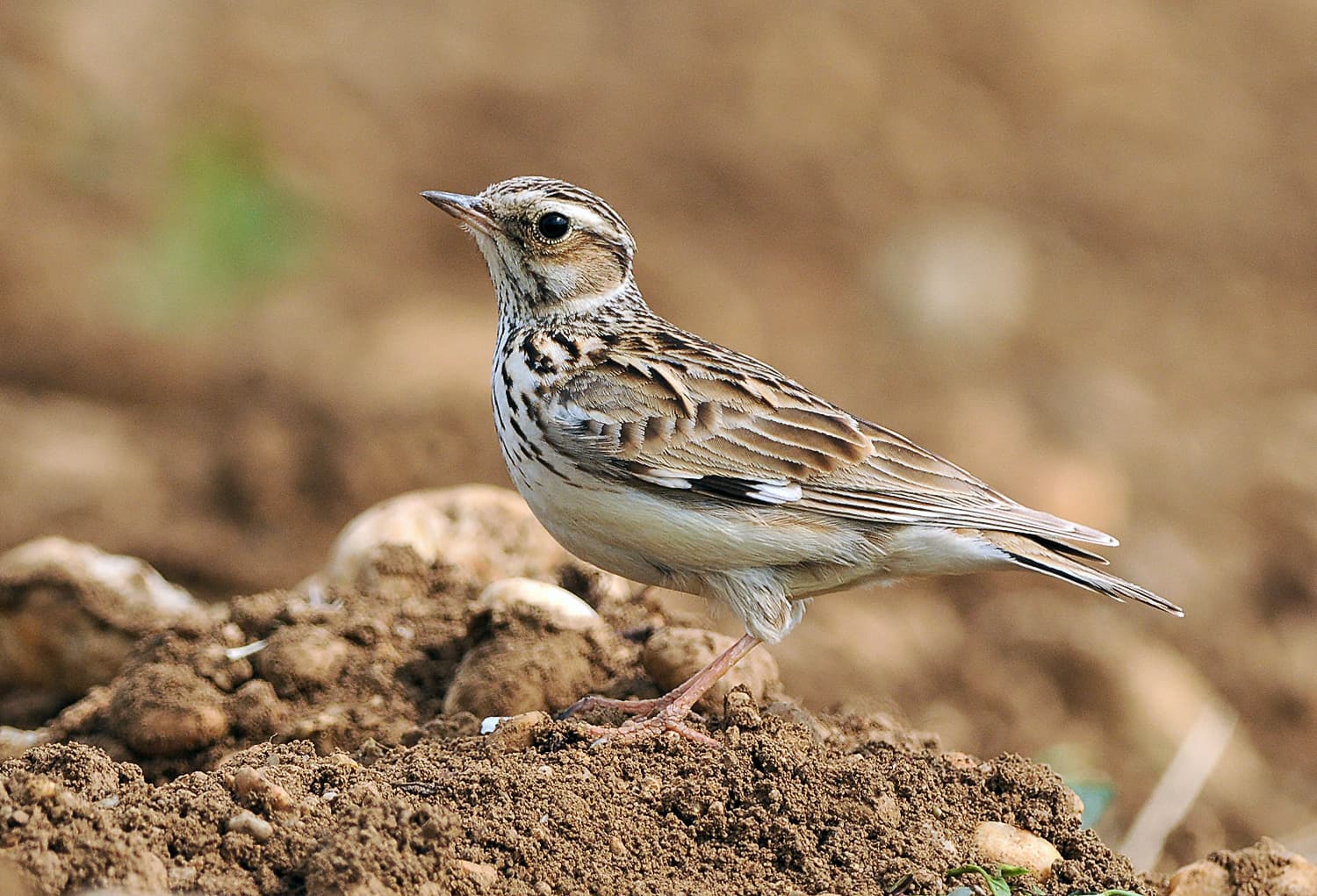 Boomleeuwerik (Lullula arborea) - Lullula arborea (Ján Svetlík)