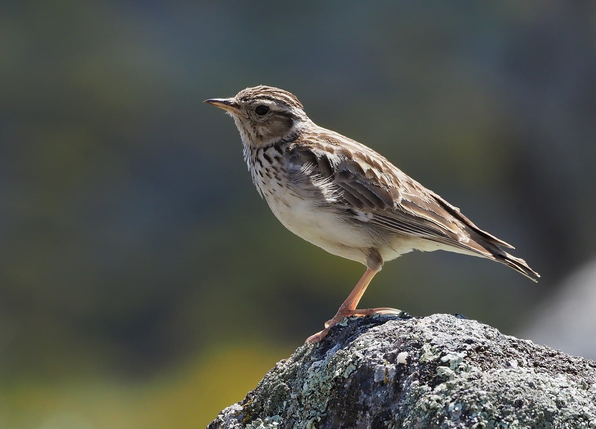 Boomleeuwerik (Lullula arborea) - Woodlark (Lululla arborea), Serra de São Mamede, Portugal (47658349692)