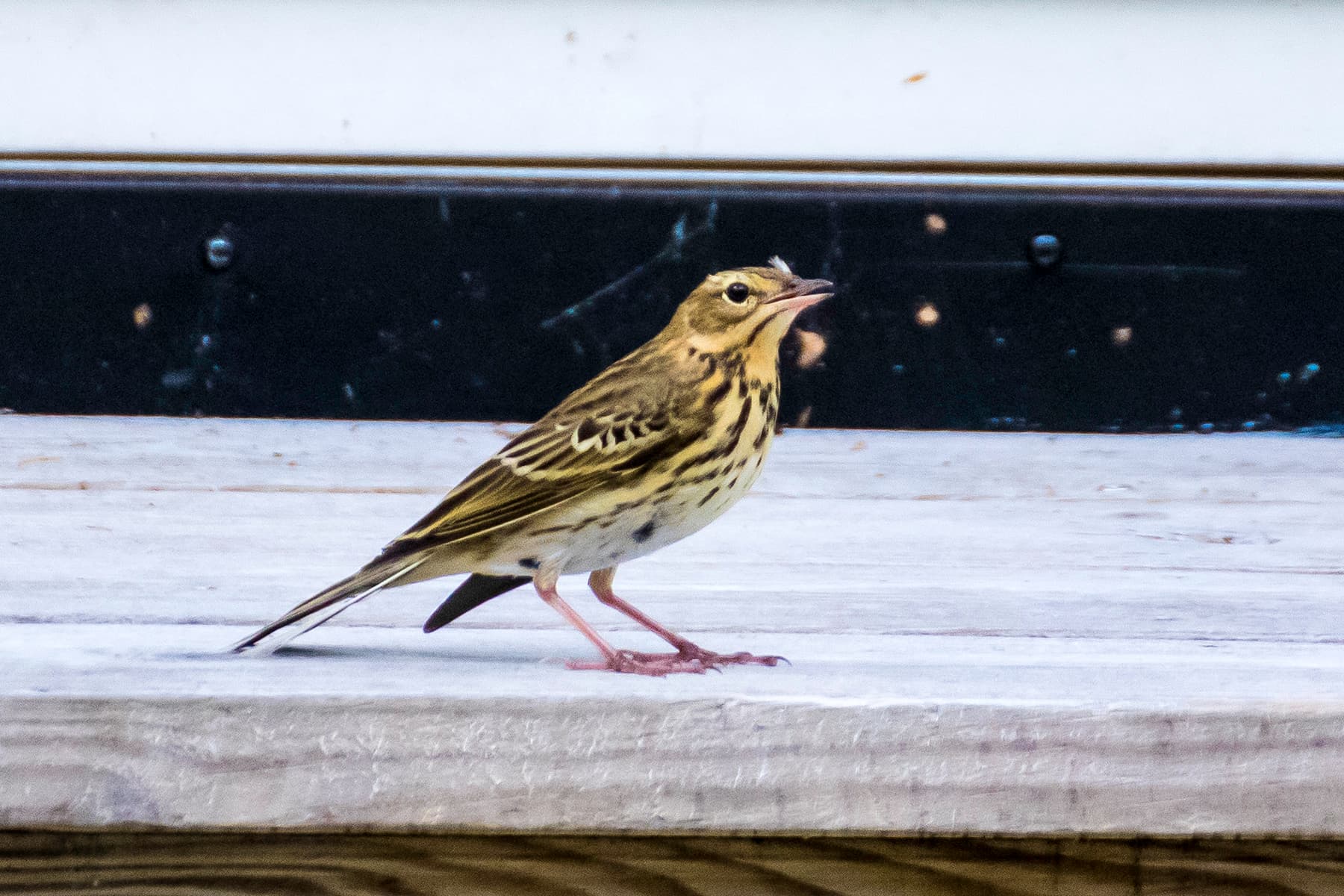 Boompieper (Anthus trivialis) - Pica das árbores 02