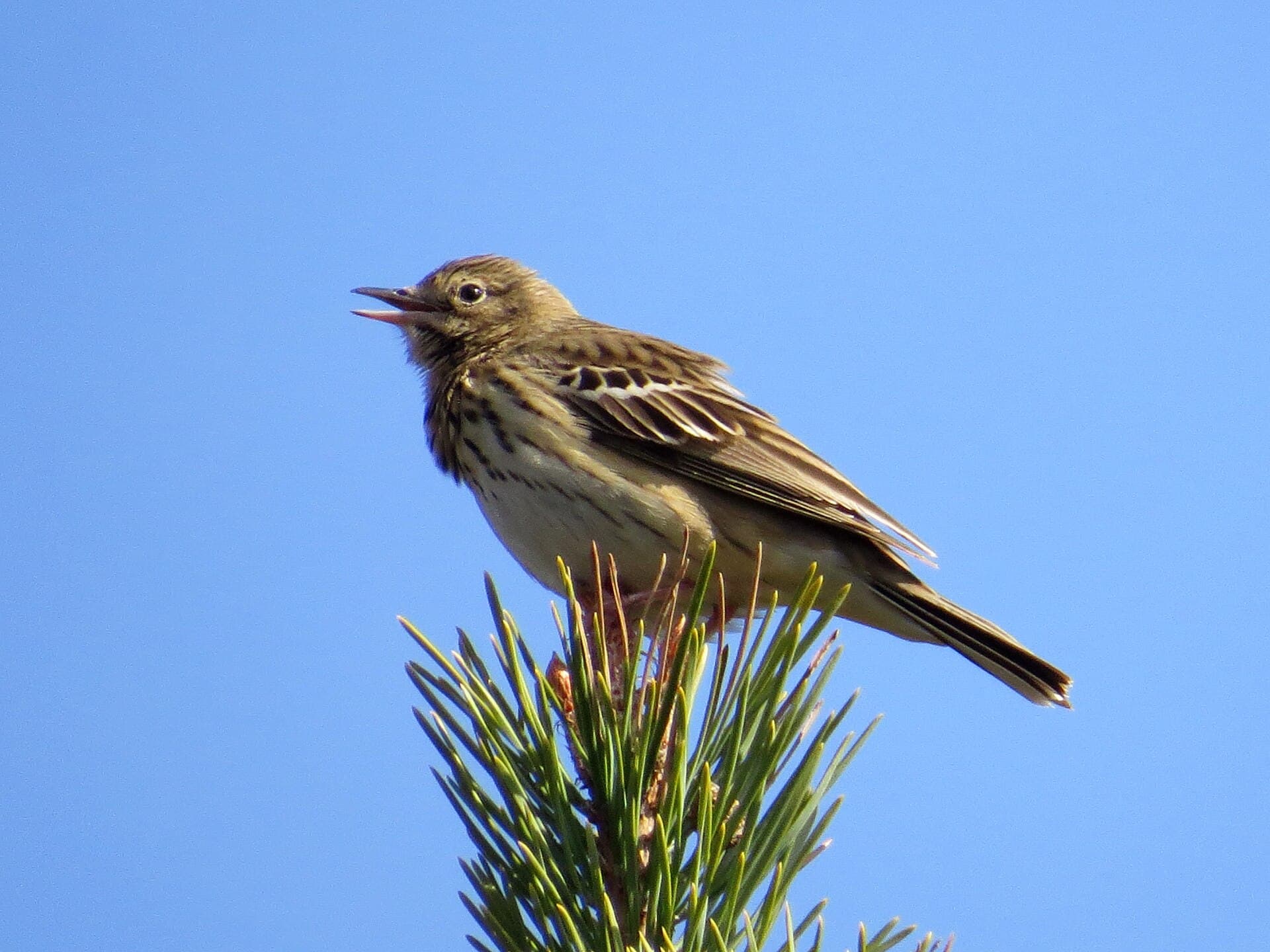 Boompieper (Anthus trivialis) - 2015-04-21 Anthus trivialis, Abernethy Forest 1