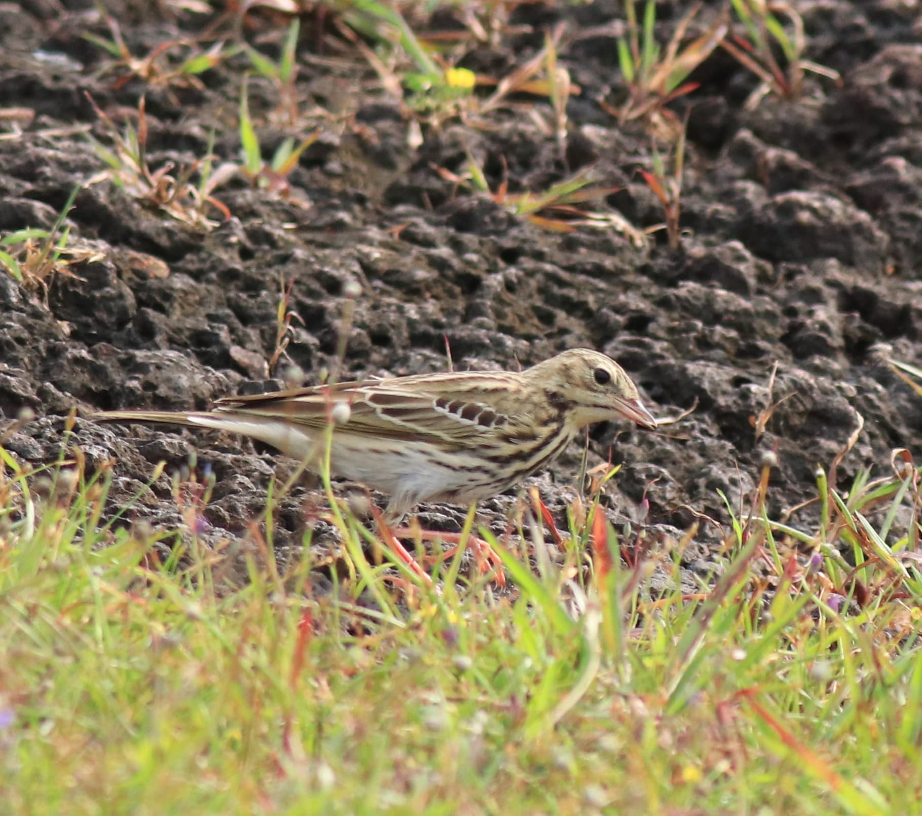 Boompieper (Anthus trivialis) - Tree pipit 58