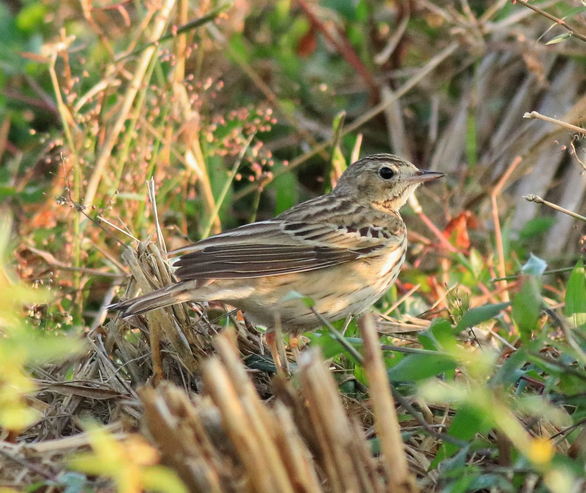 Boompieper (Anthus trivialis) - Tree pipit 55
