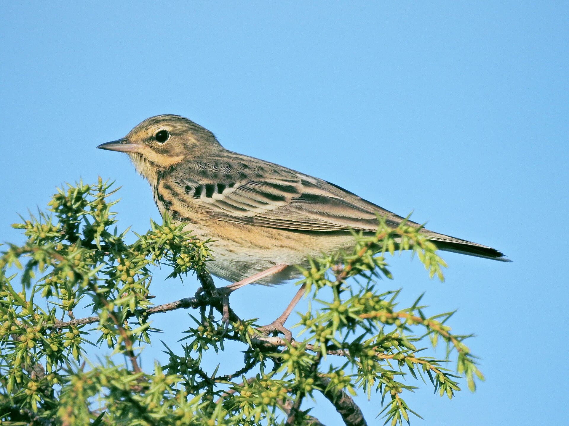 Boompieper (Anthus trivialis) - Anthus trivialis (40810566815)