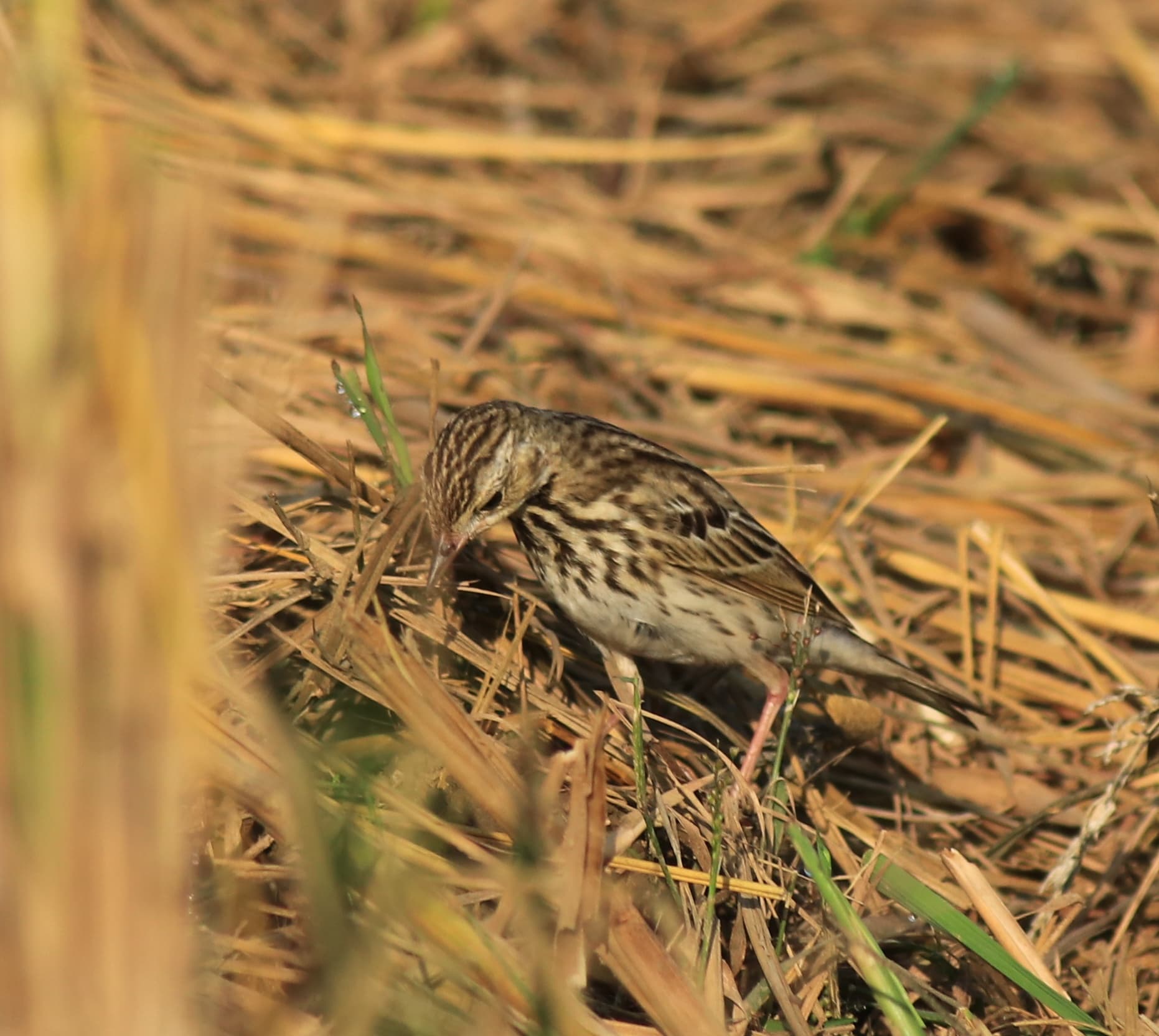 Boompieper (Anthus trivialis) - Tree pipit 76