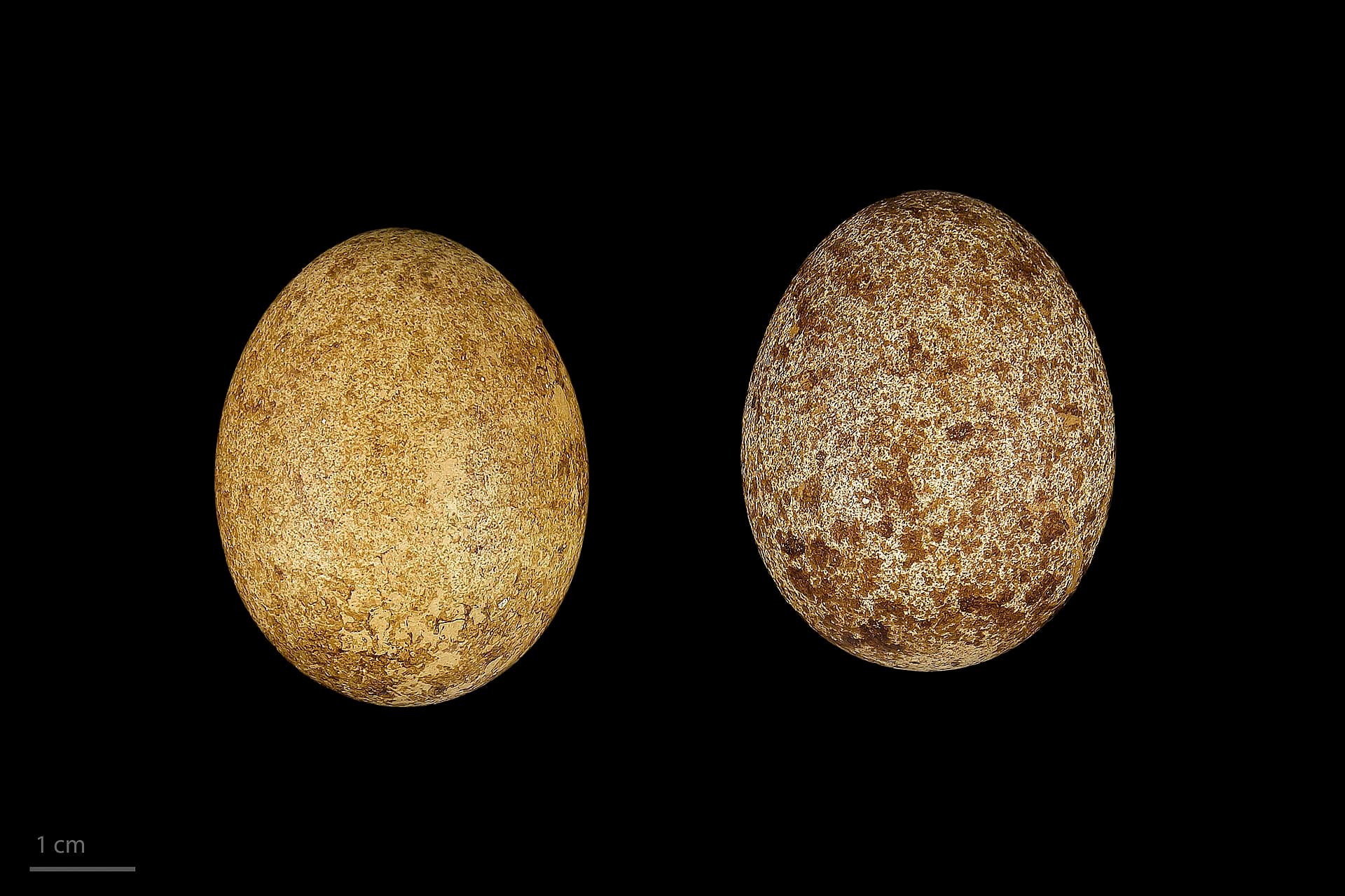 Boomvalk (Falco subbuteo) - Falco subbuteo MHNT.ZOO.2010.11.105.6