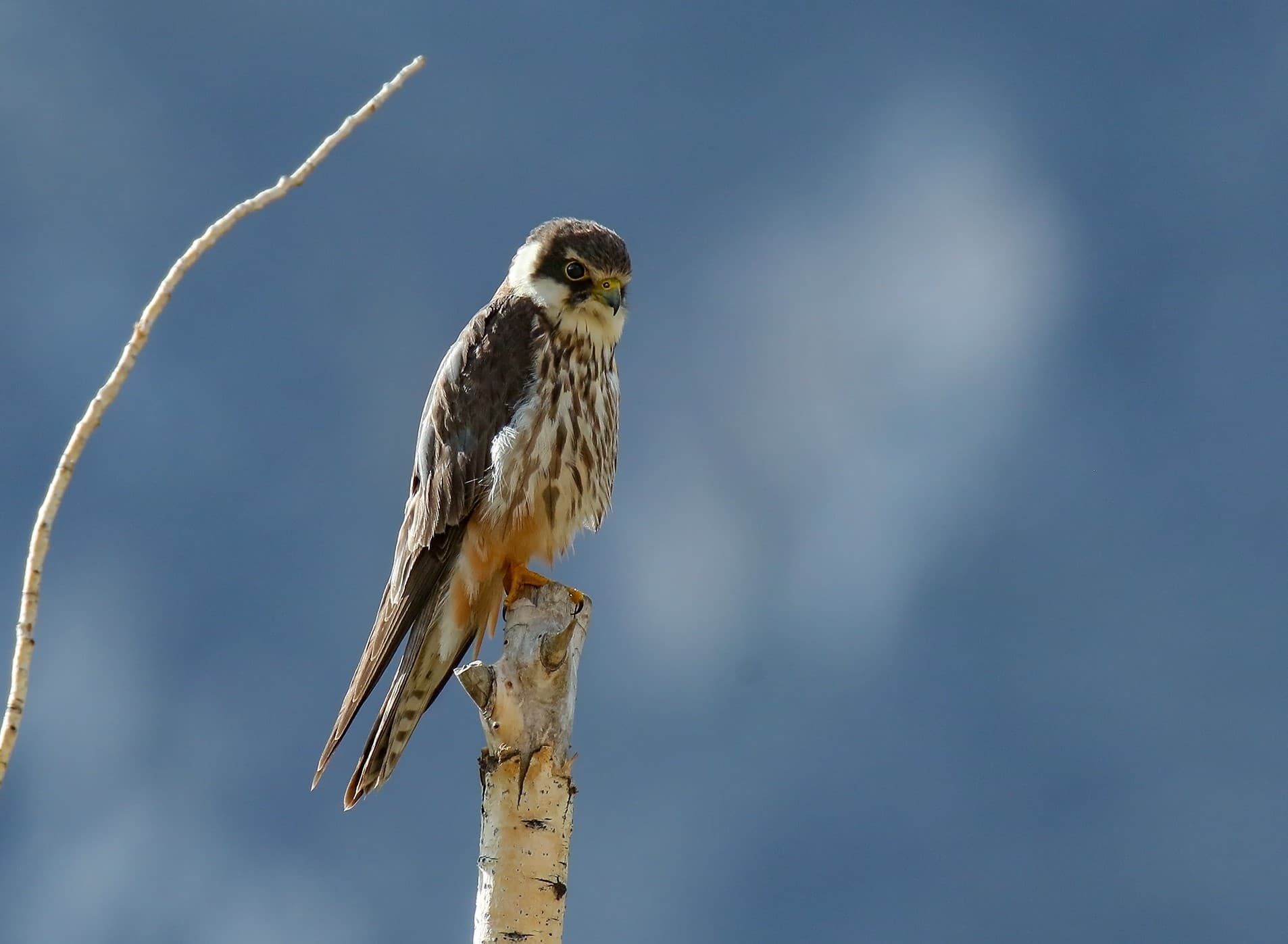 Boomvalk (Falco subbuteo) - Eurasian Hobby (Falco subbuteo) (28913995607)