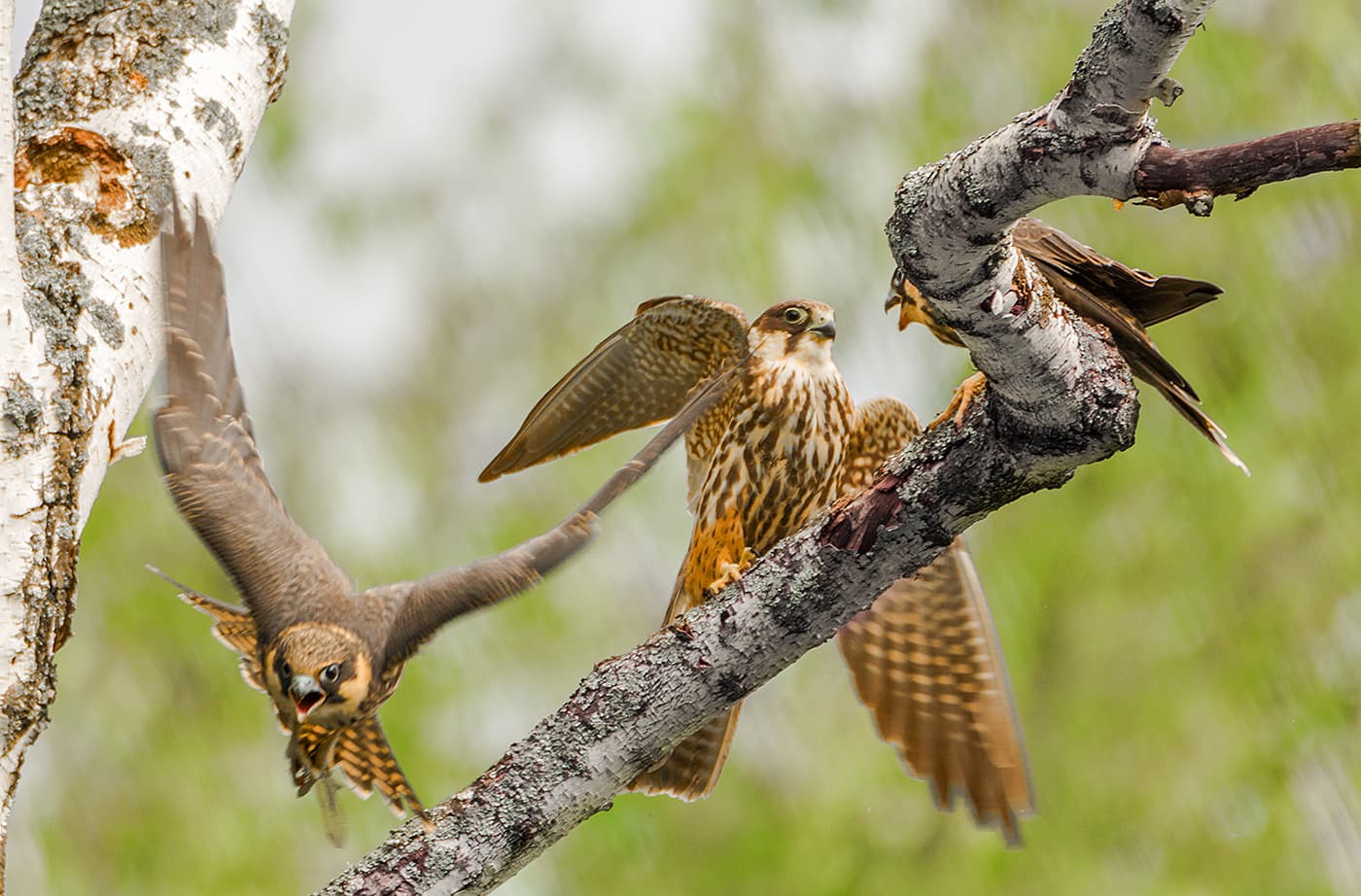 Boomvalk (Falco subbuteo) - The parent returned with dinner to the fledglings