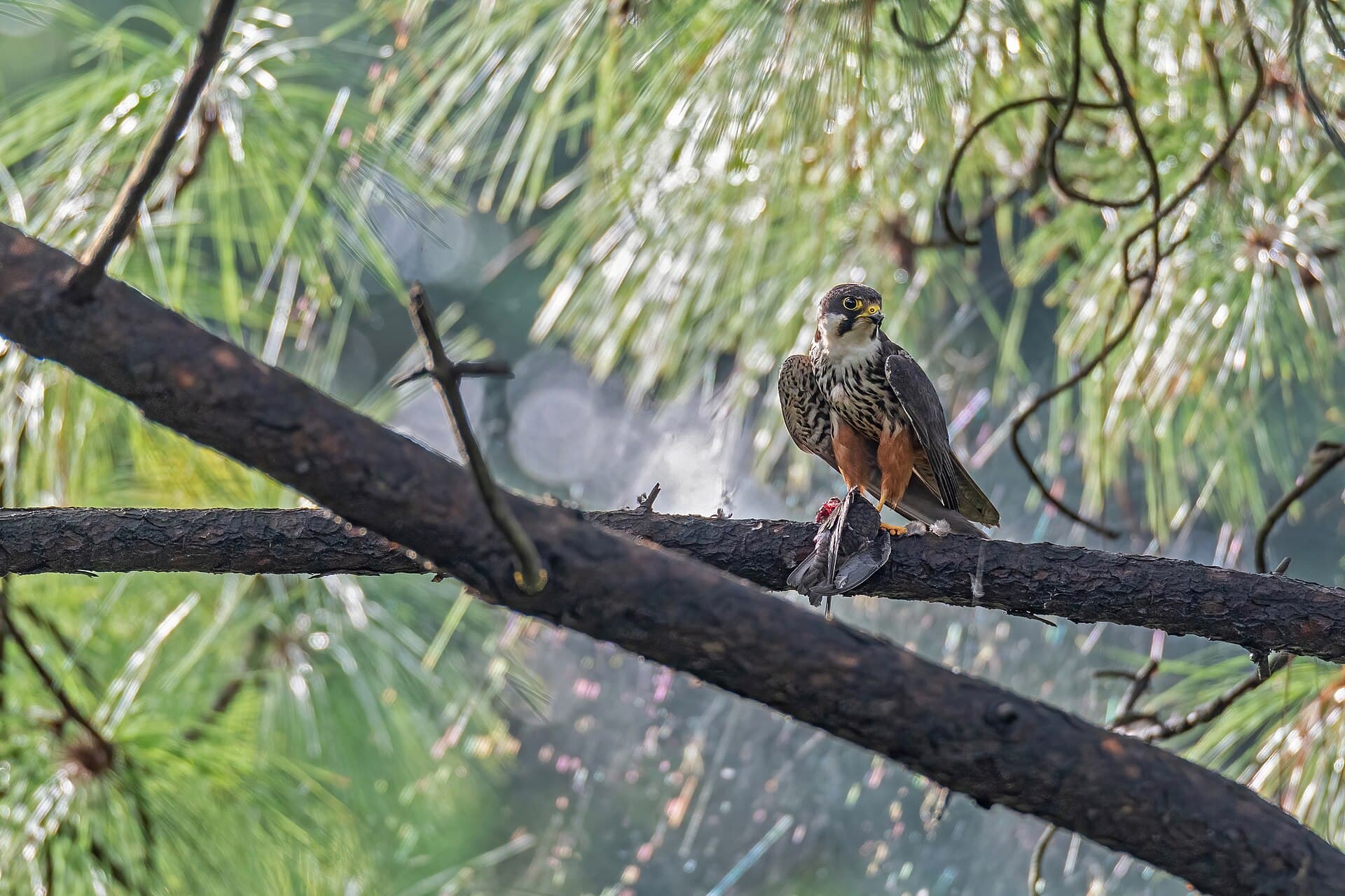 Boomvalk (Falco subbuteo) - EHobby