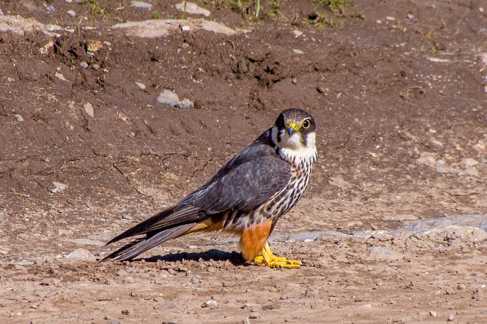 Boomvalk (Falco subbuteo) - Eurasian Hobby (14574008925) (cropped)