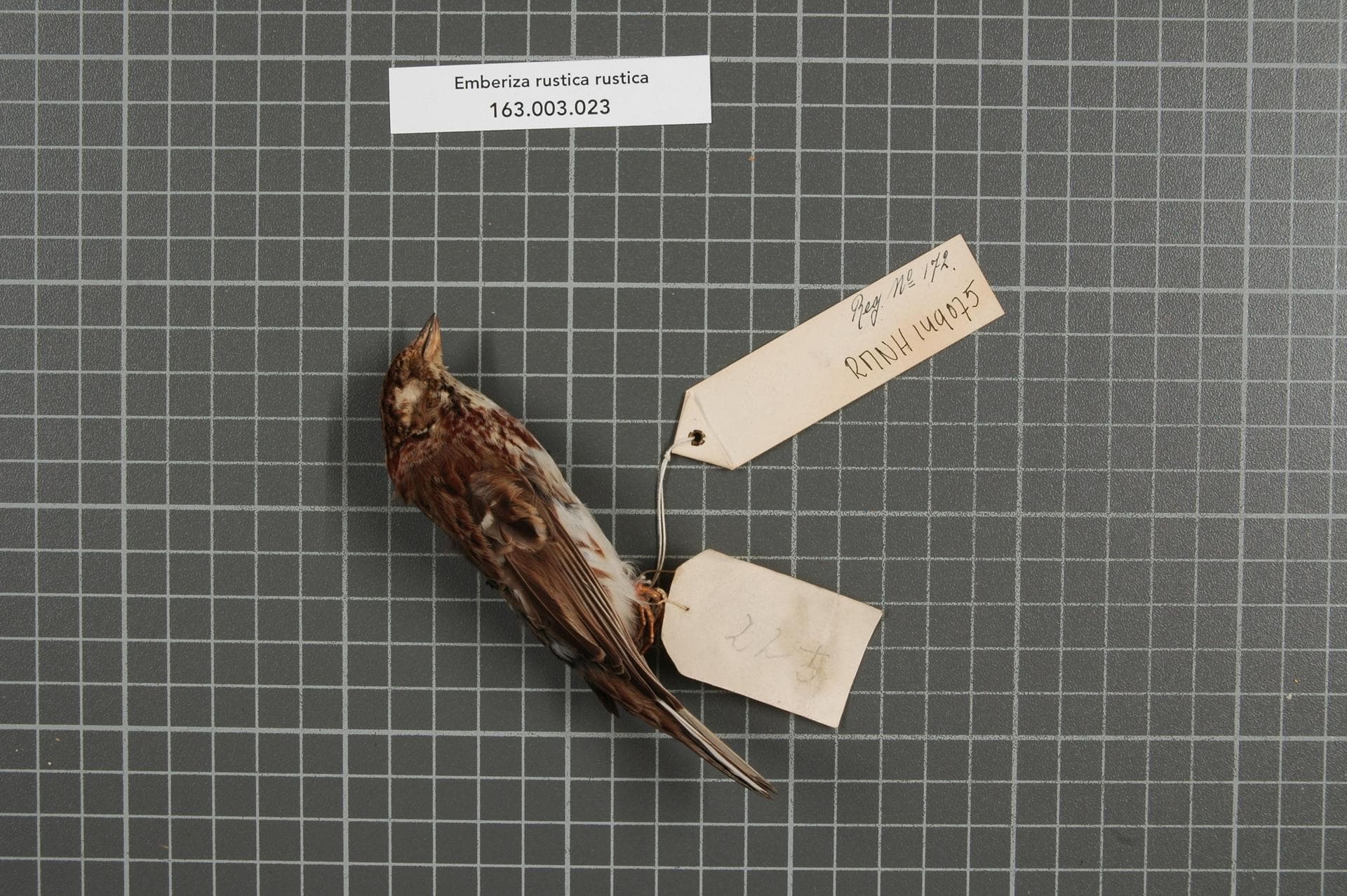 Bosgors (Emberiza rustica) - Naturalis Biodiversity Center - RMNH.AVES.149075 1 - Emberiza rustica rustica Pallas, 1776 - Emberizidae - bird skin specimen