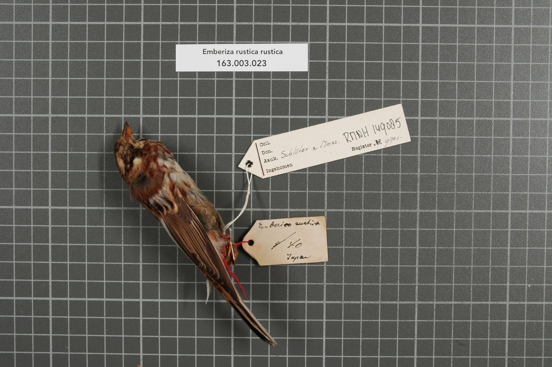 Bosgors (Emberiza rustica) - Naturalis Biodiversity Center - RMNH.AVES.149085 1 - Emberiza rustica rustica Pallas, 1776 - Emberizidae - bird skin specimen