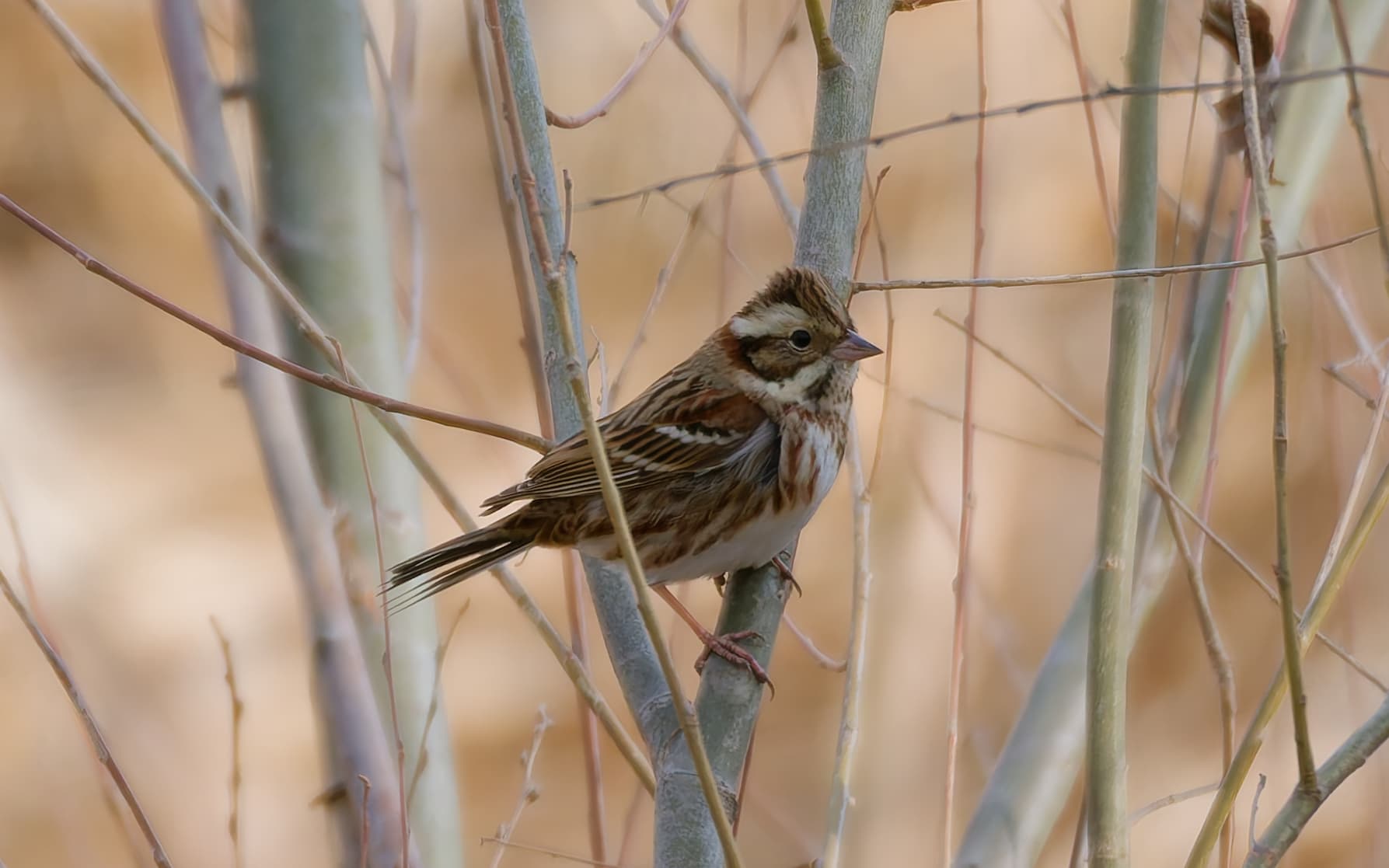 Bosgors (Emberiza rustica) - Emberiza rustica 464128095