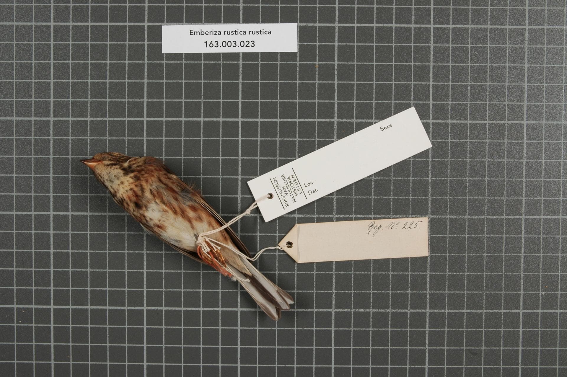 Bosgors (Emberiza rustica) - Naturalis Biodiversity Center - RMNH.AVES.149077 2 - Emberiza rustica rustica Pallas, 1776 - Emberizidae - bird skin specimen