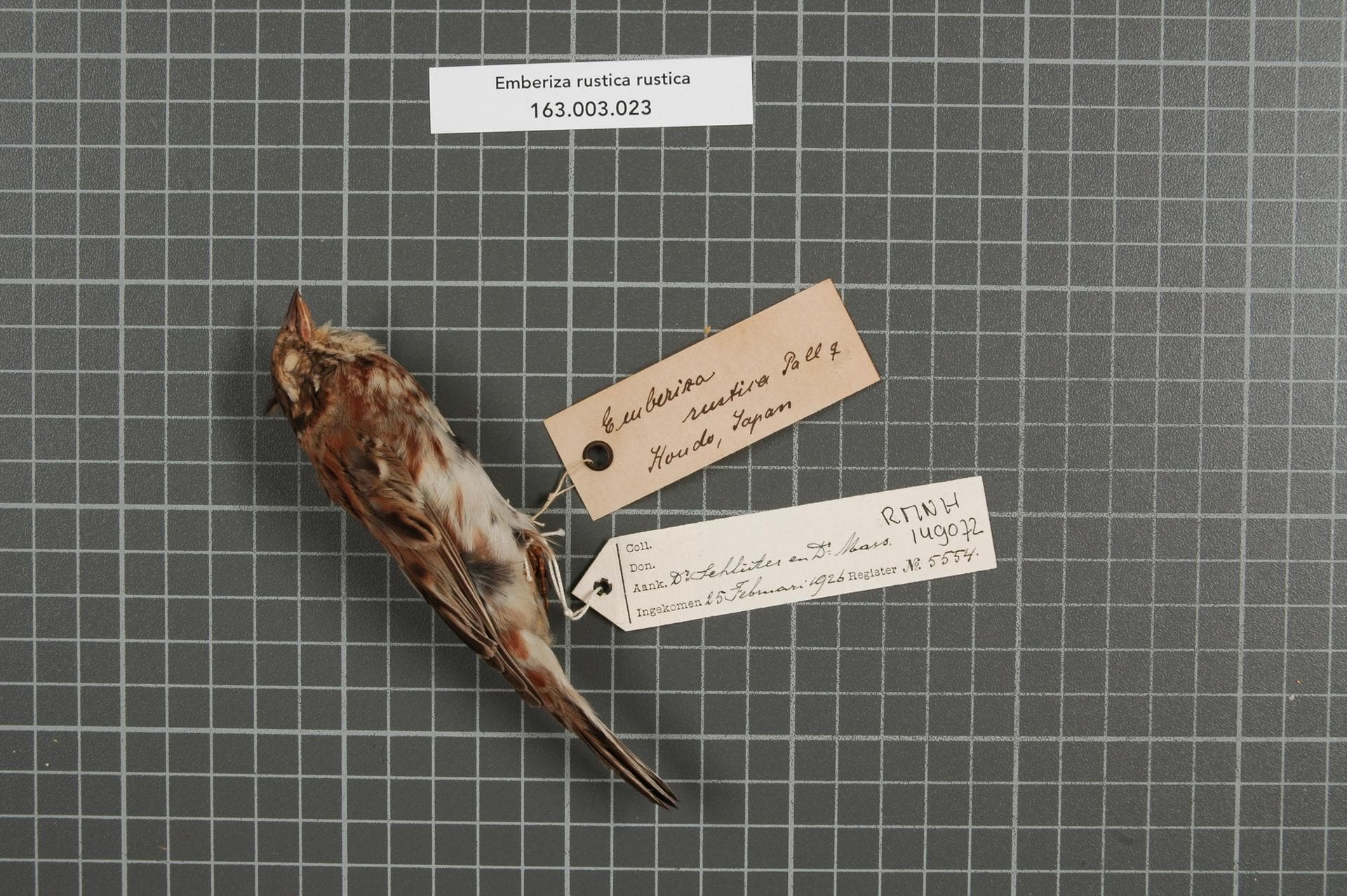 Bosgors (Emberiza rustica) - Naturalis Biodiversity Center - RMNH.AVES.149072 1 - Emberiza rustica rustica Pallas, 1776 - Emberizidae - bird skin specimen
