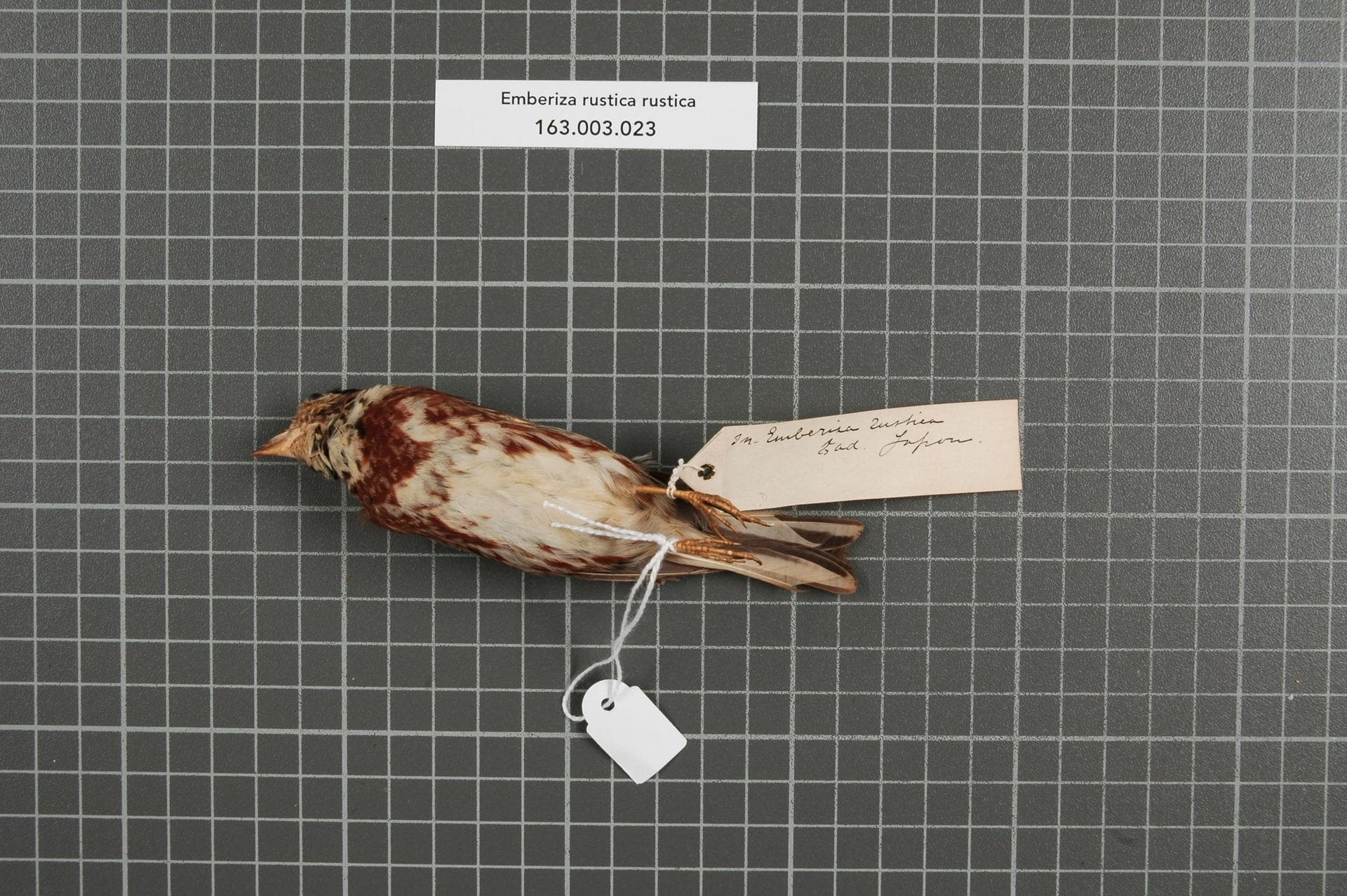 Bosgors (Emberiza rustica) - Naturalis Biodiversity Center - RMNH.AVES.149090 2 - Emberiza rustica rustica Pallas, 1776 - Emberizidae - bird skin specimen
