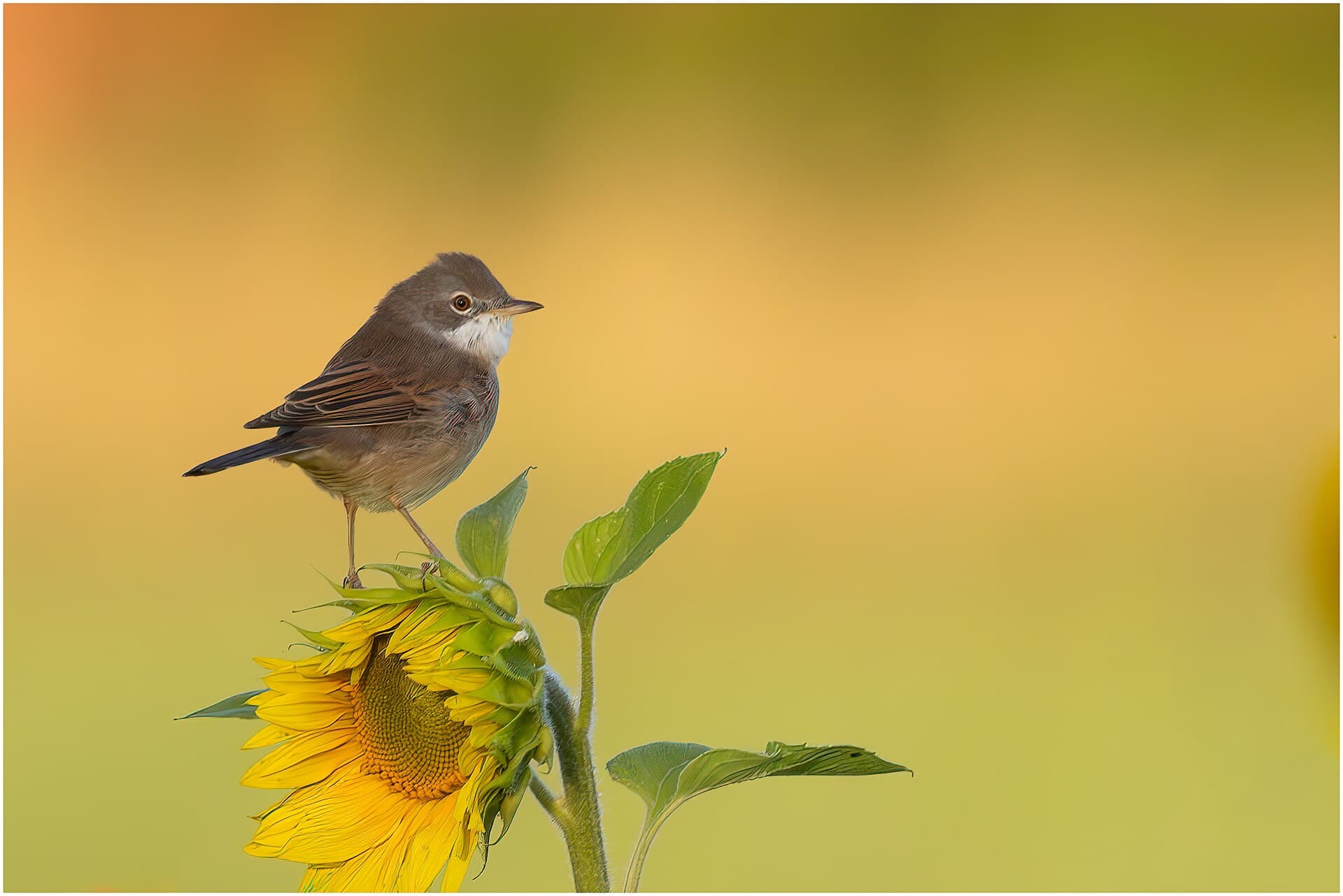 Bosrietzanger (Acrocephalus palustris) - Kärrsångare