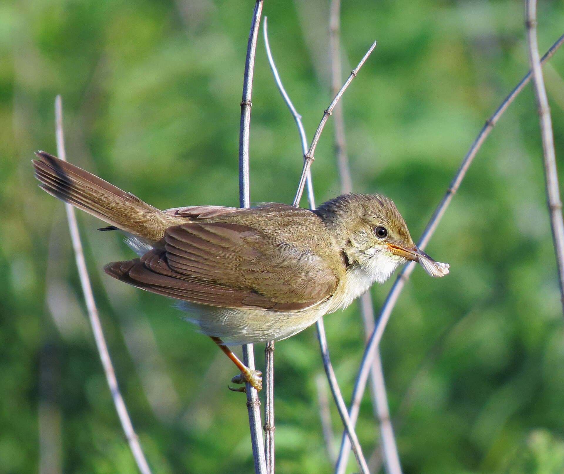 Bosrietzanger (Acrocephalus palustris) - Acrocephalus palustris Irpin5