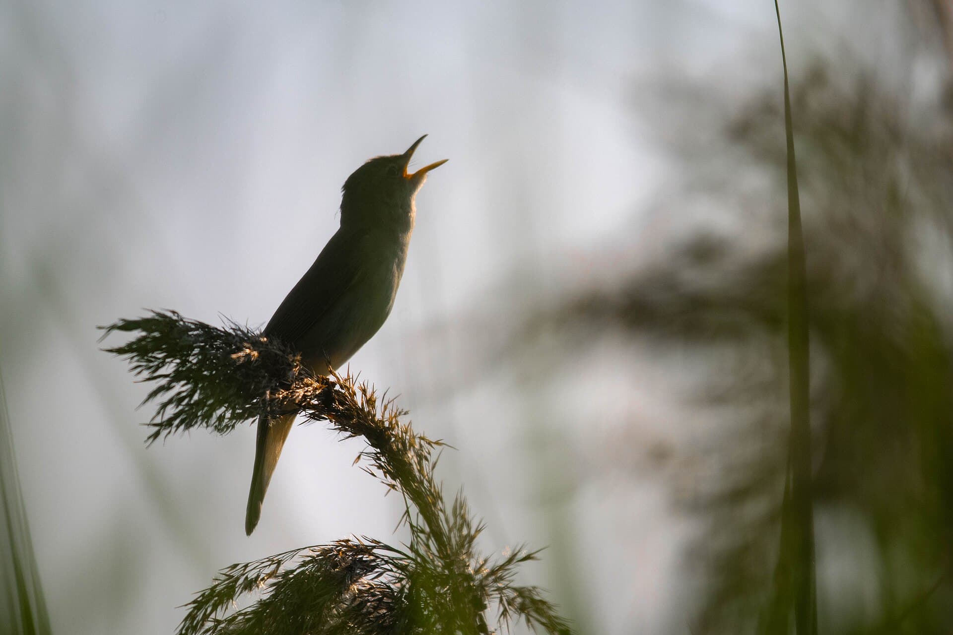 Bosrietzanger (Acrocephalus palustris) - Marsh warbler (Acrocephalus palustris) 2021 2