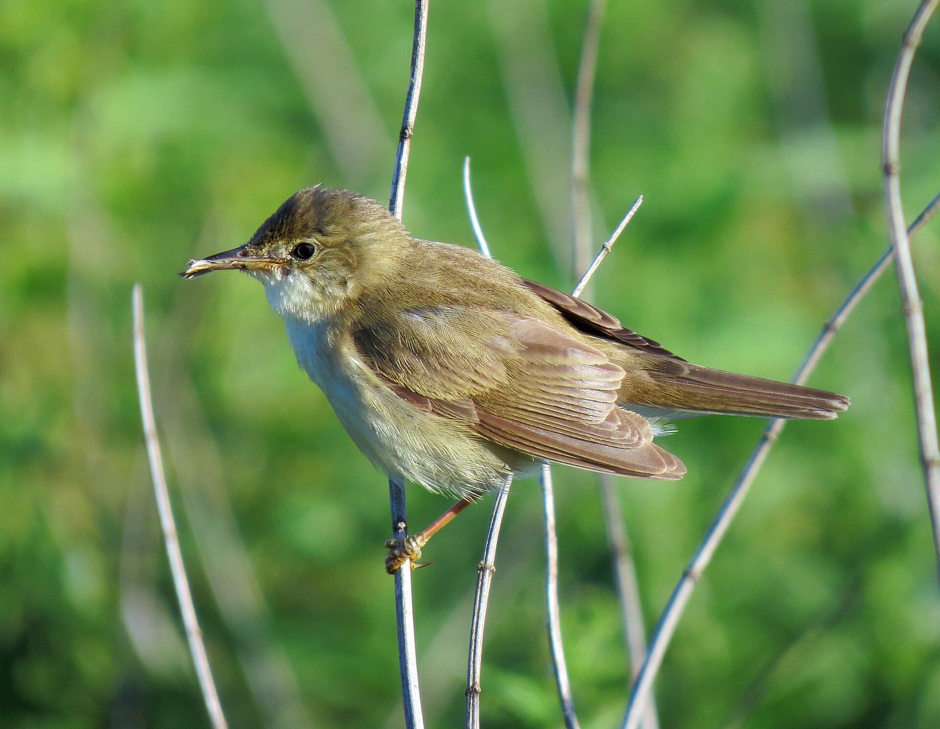 Bosrietzanger (Acrocephalus palustris) - Acrocephalus palustris Irpin6