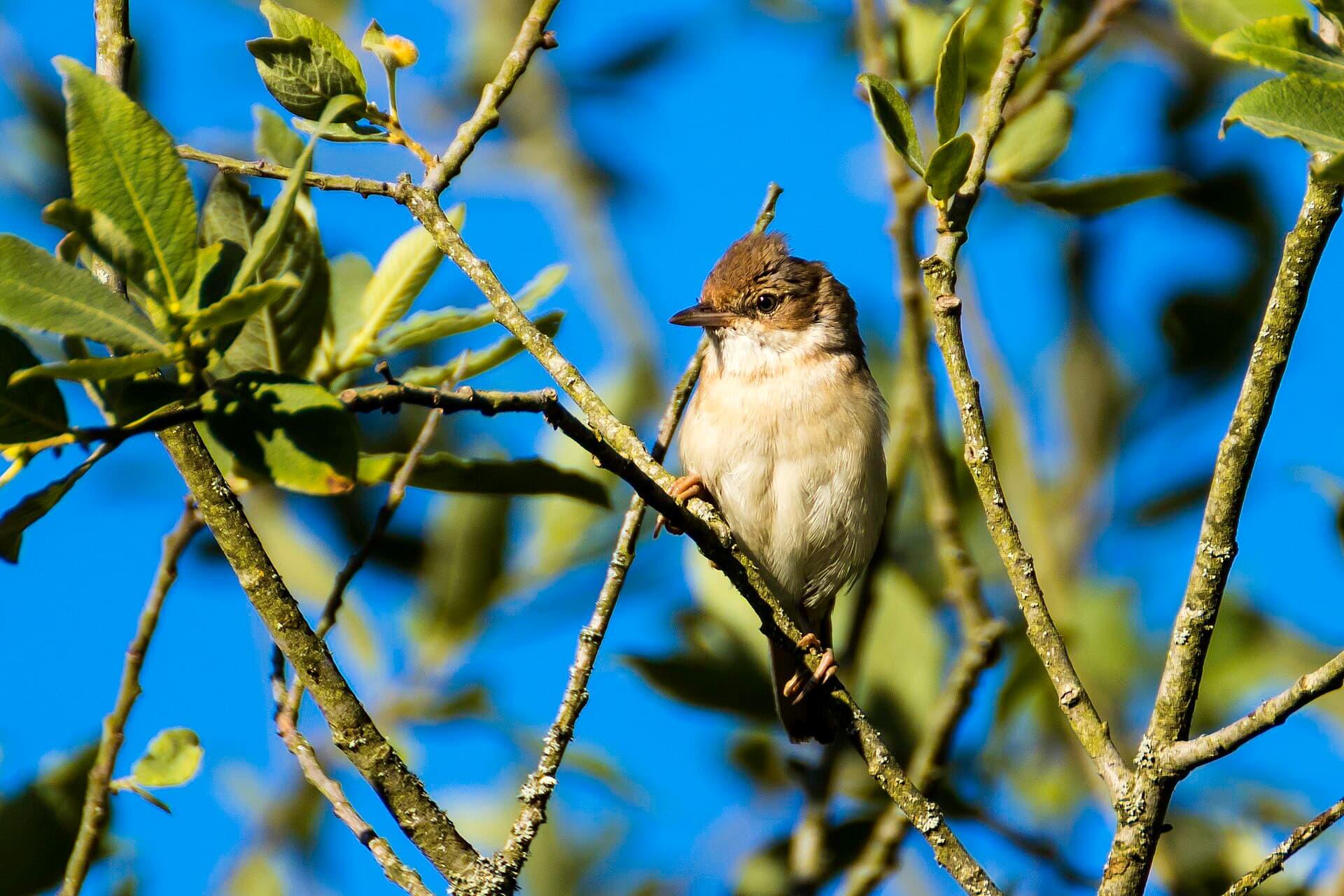 Bosrietzanger (Acrocephalus palustris) - Folosa palustre