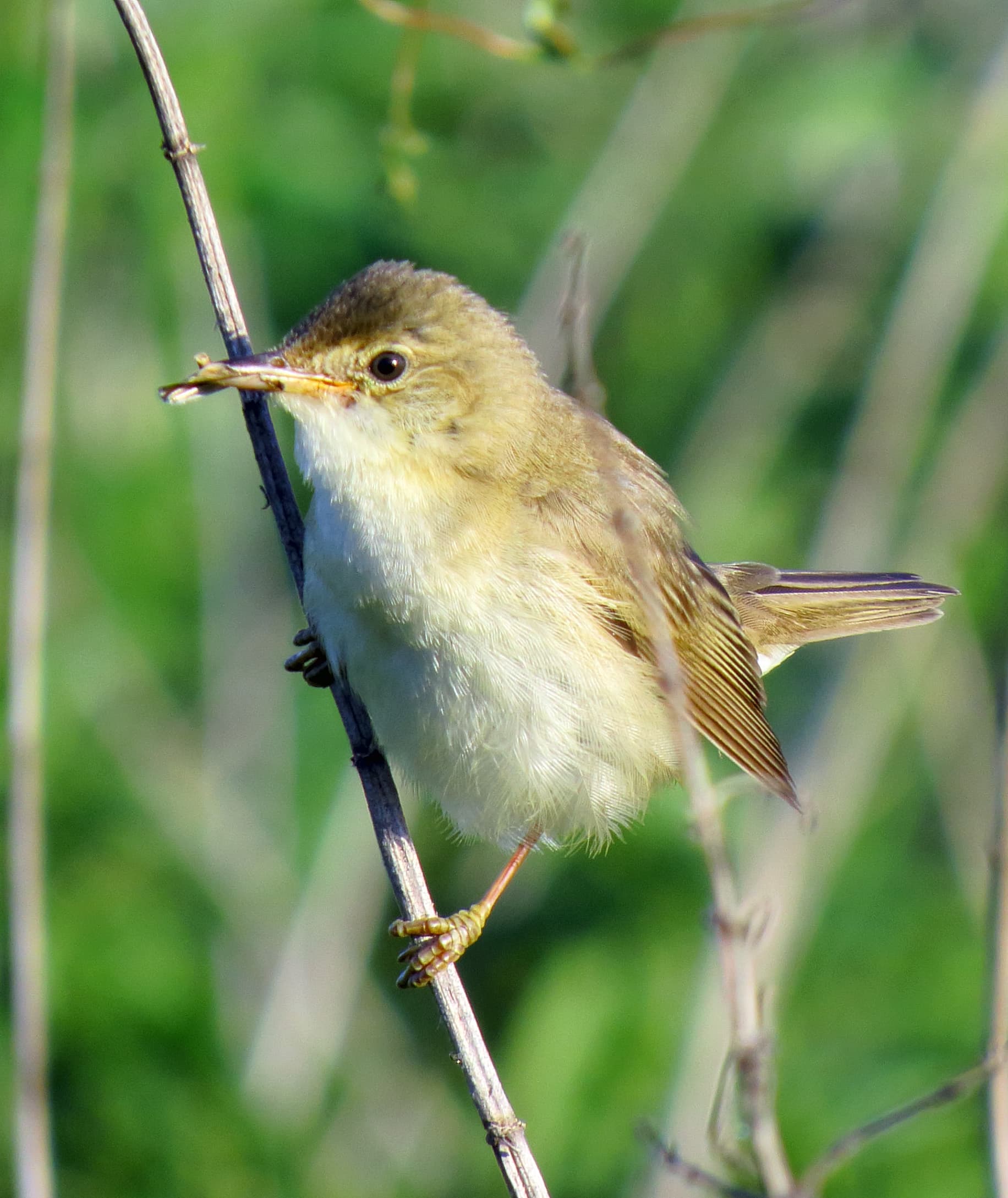 Bosrietzanger (Acrocephalus palustris) - Acrocephalus palustris Irpin4