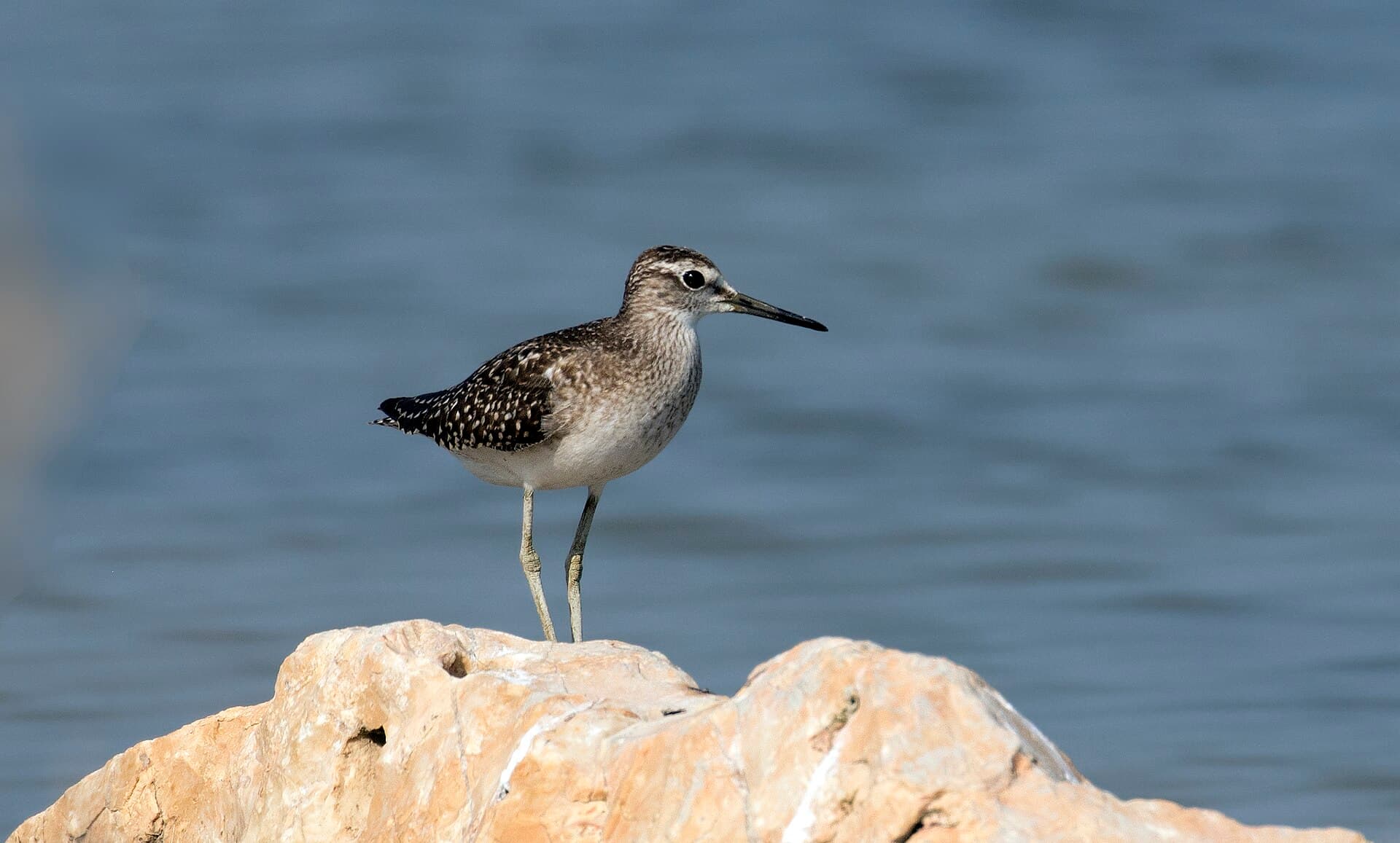 Bosruiter (Tringa glareola) - Tringa glareola - Wood Sandpiper 09