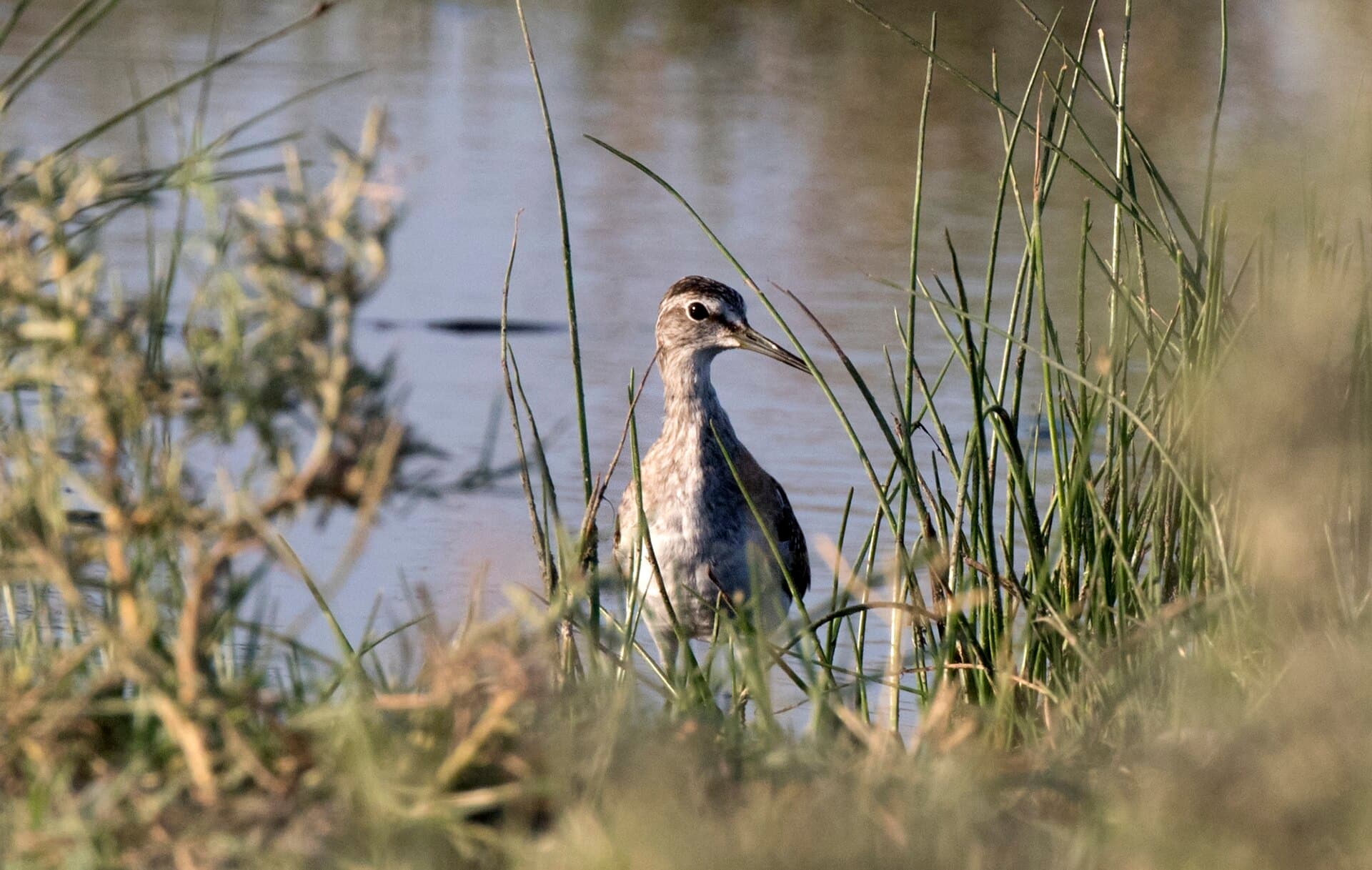 Bosruiter (Tringa glareola) - Tringa glareola - Wood Sandpiper 01