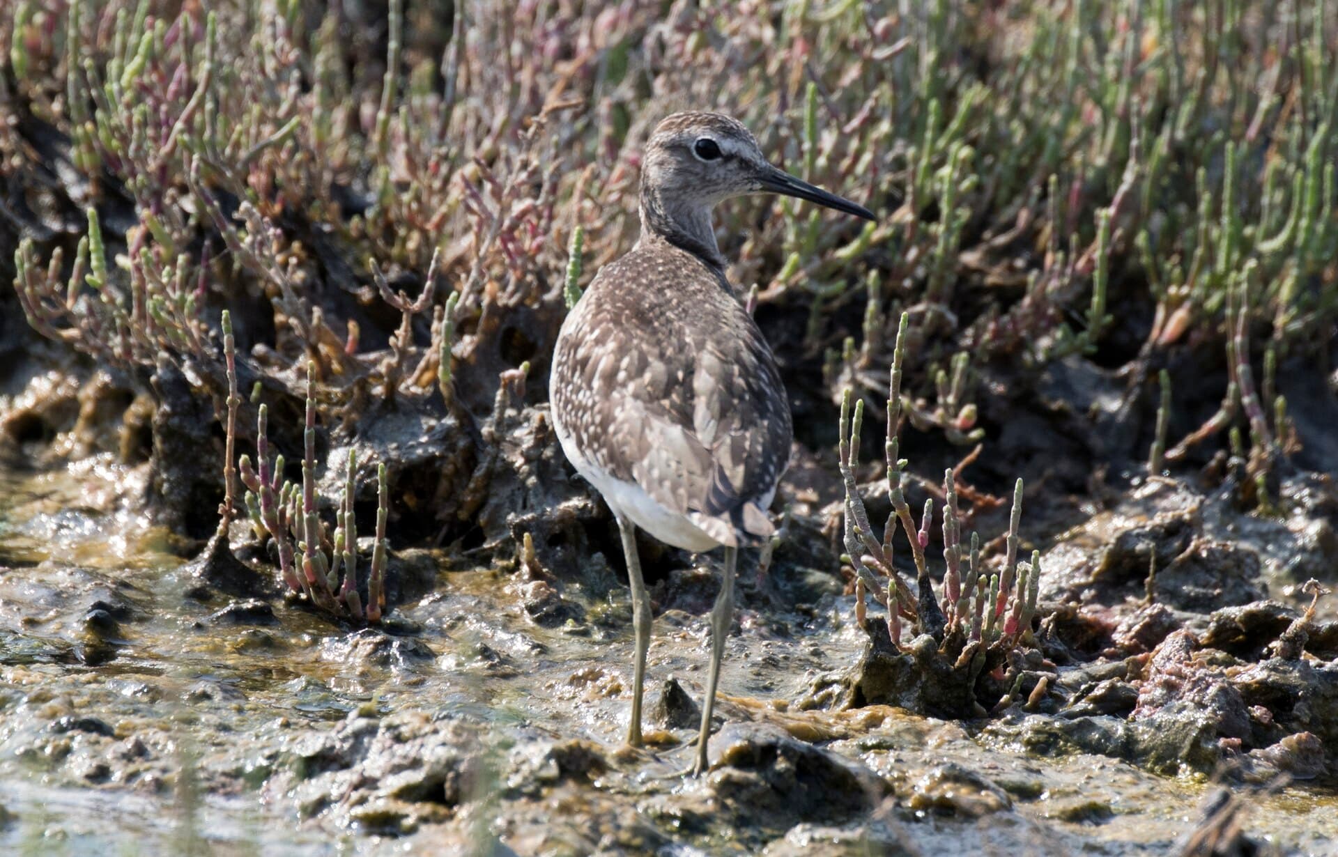 Bosruiter (Tringa glareola) - Tringa glareola - Wood Sandpiper 04