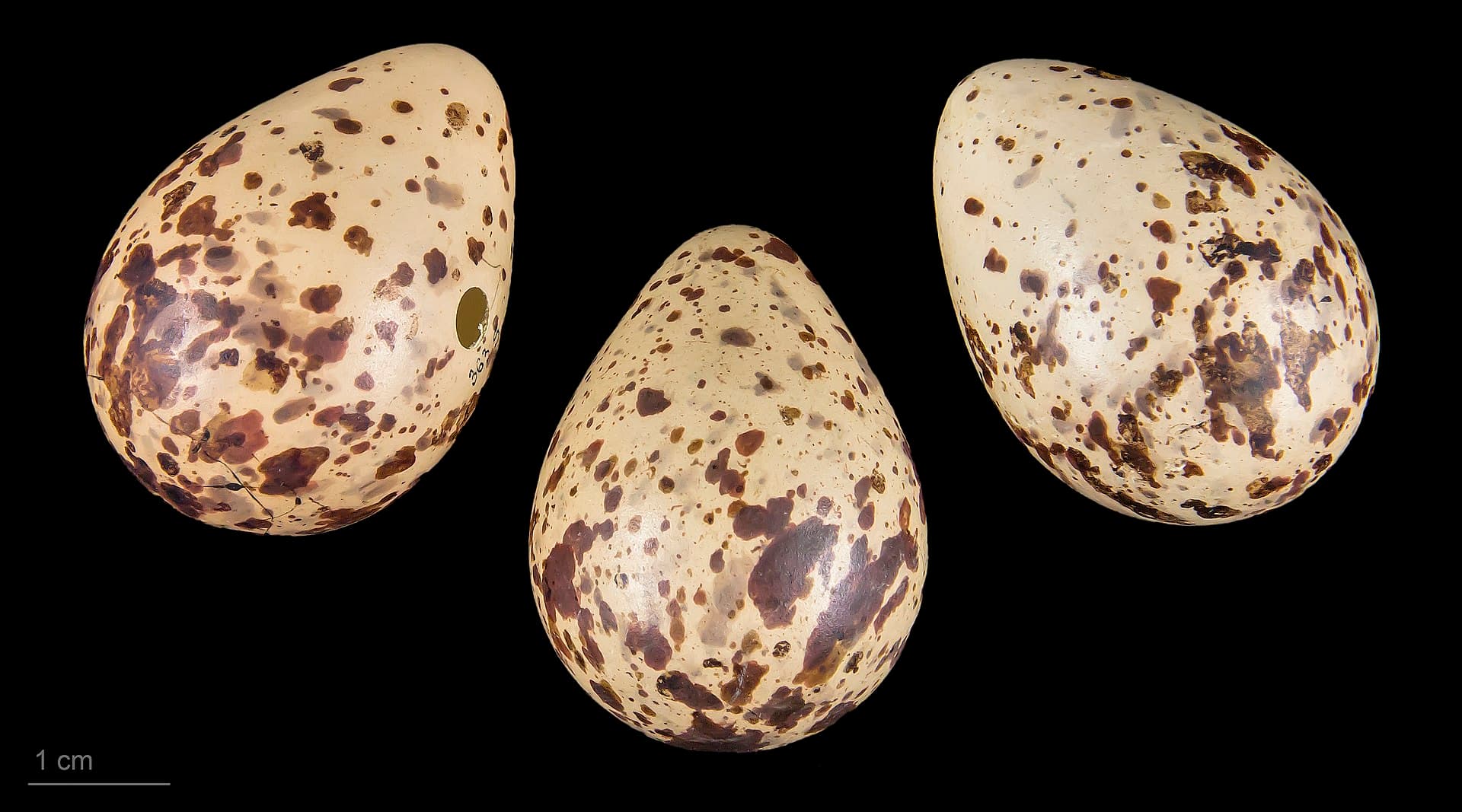 Bosruiter (Tringa glareola) - Tringa glareola MHNT.ZOO.2010.11.117.1