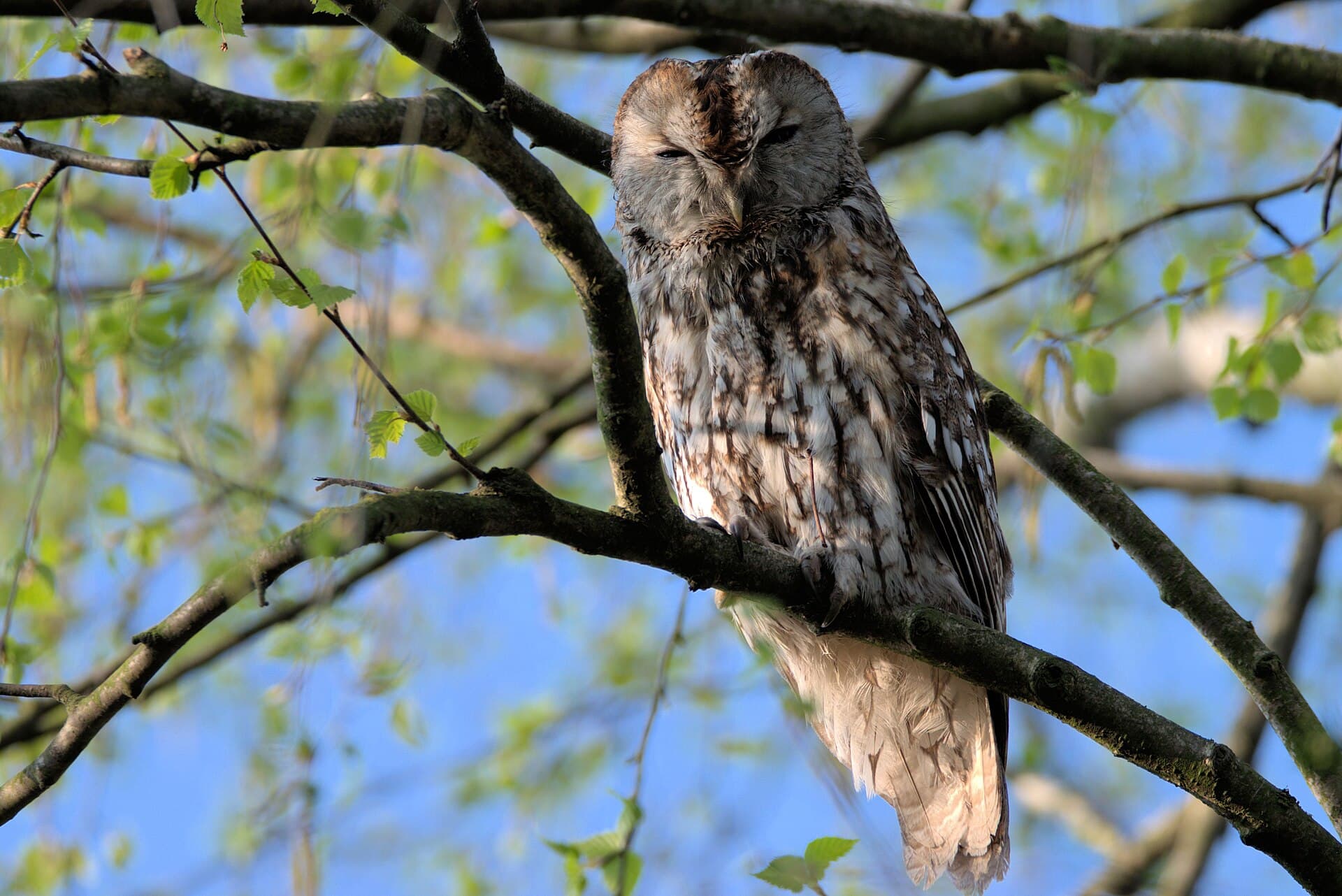 Bosuil (Strix aluco) - Kautz
