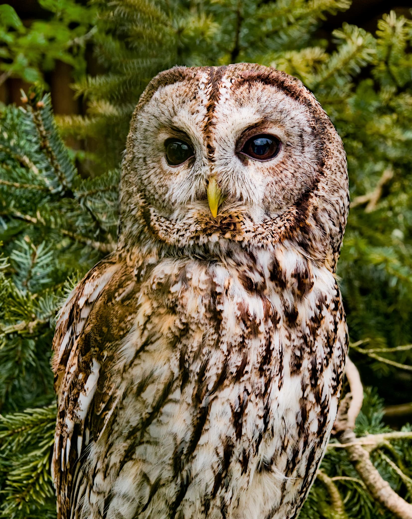 Bosuil (Strix aluco) - Strix aluco (Linnaeus, 1758)