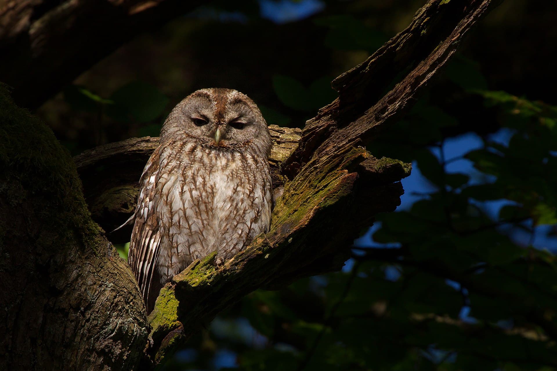Bosuil (Strix aluco) - Waldkauz-Strix aluco