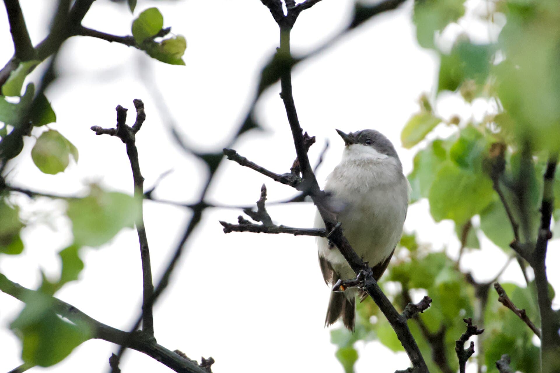 Braamsluiper (Sylvia curruca) - Curruca curruca ssp. curruca