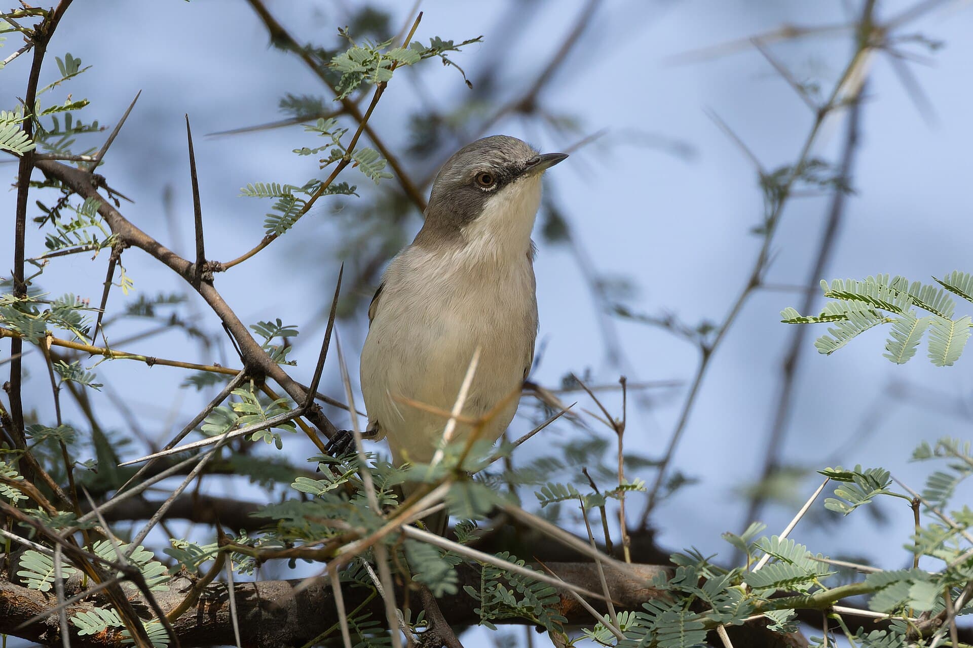 Braamsluiper (Sylvia curruca) - Lesser Whitethroat by Tisha Mukherjee 05