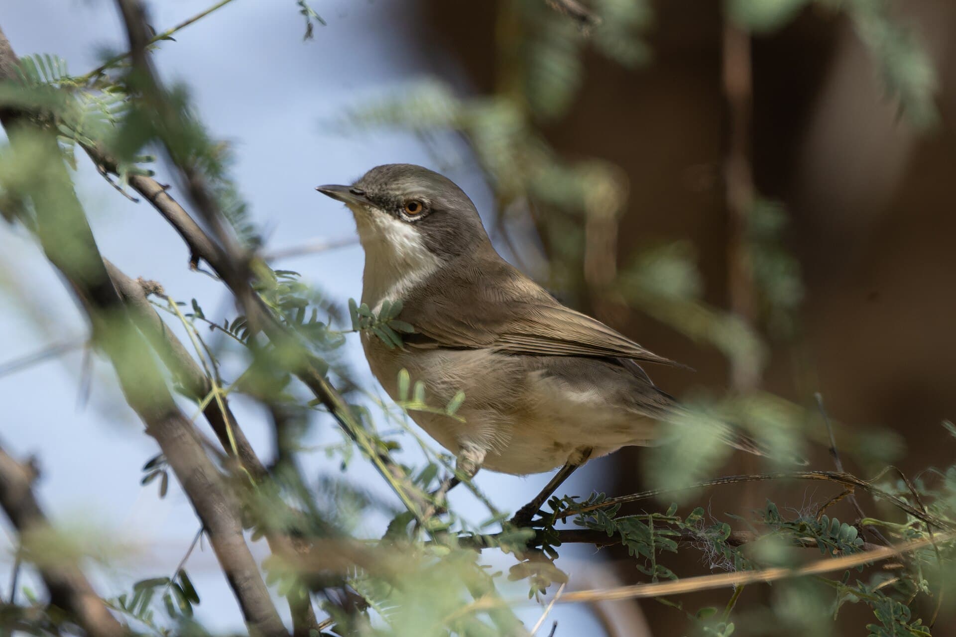 Braamsluiper (Sylvia curruca) - Lesser Whitethroat by Tisha Mukherjee 06