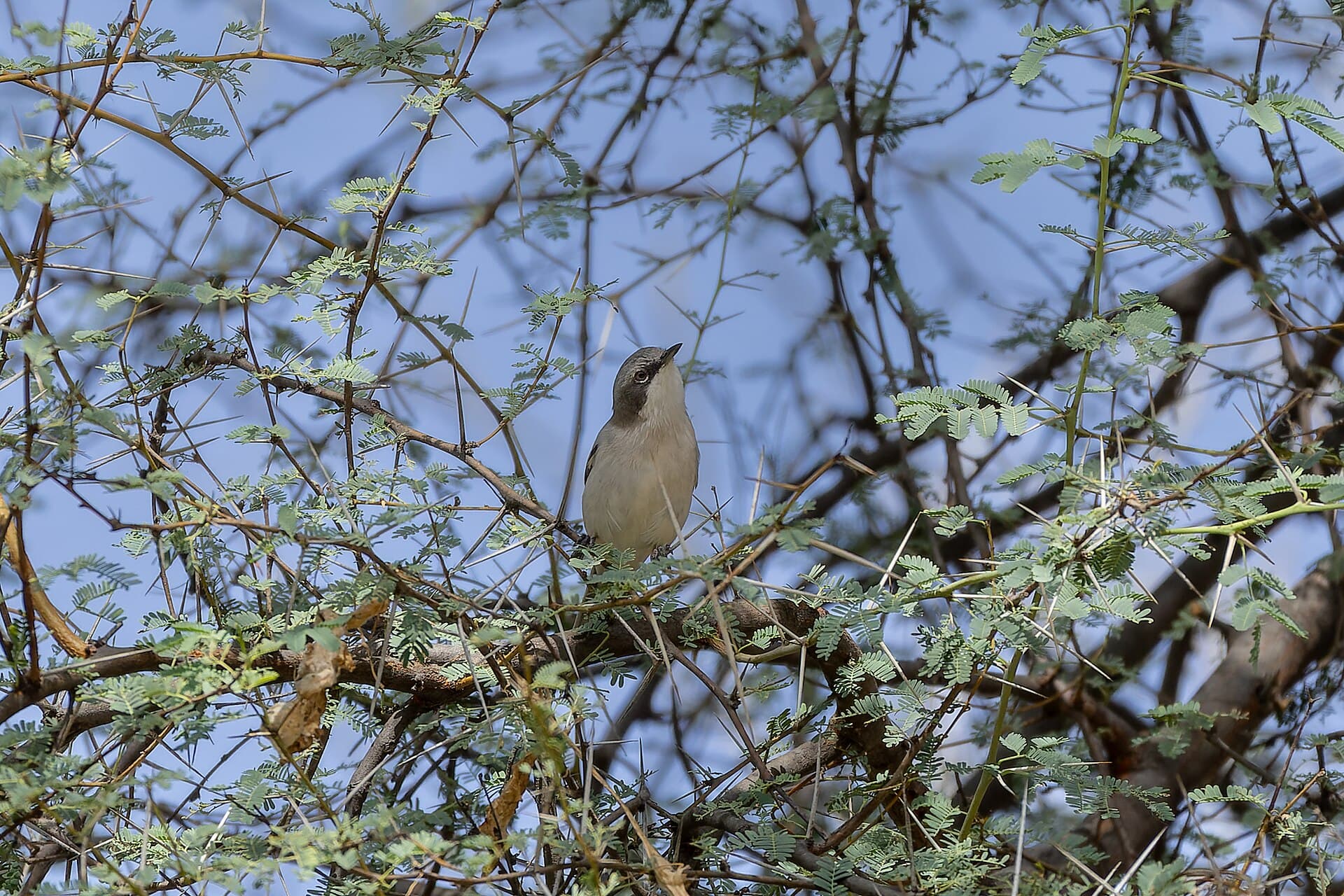 Braamsluiper (Sylvia curruca) - Lesser Whitethroat by Tisha Mukherjee 01