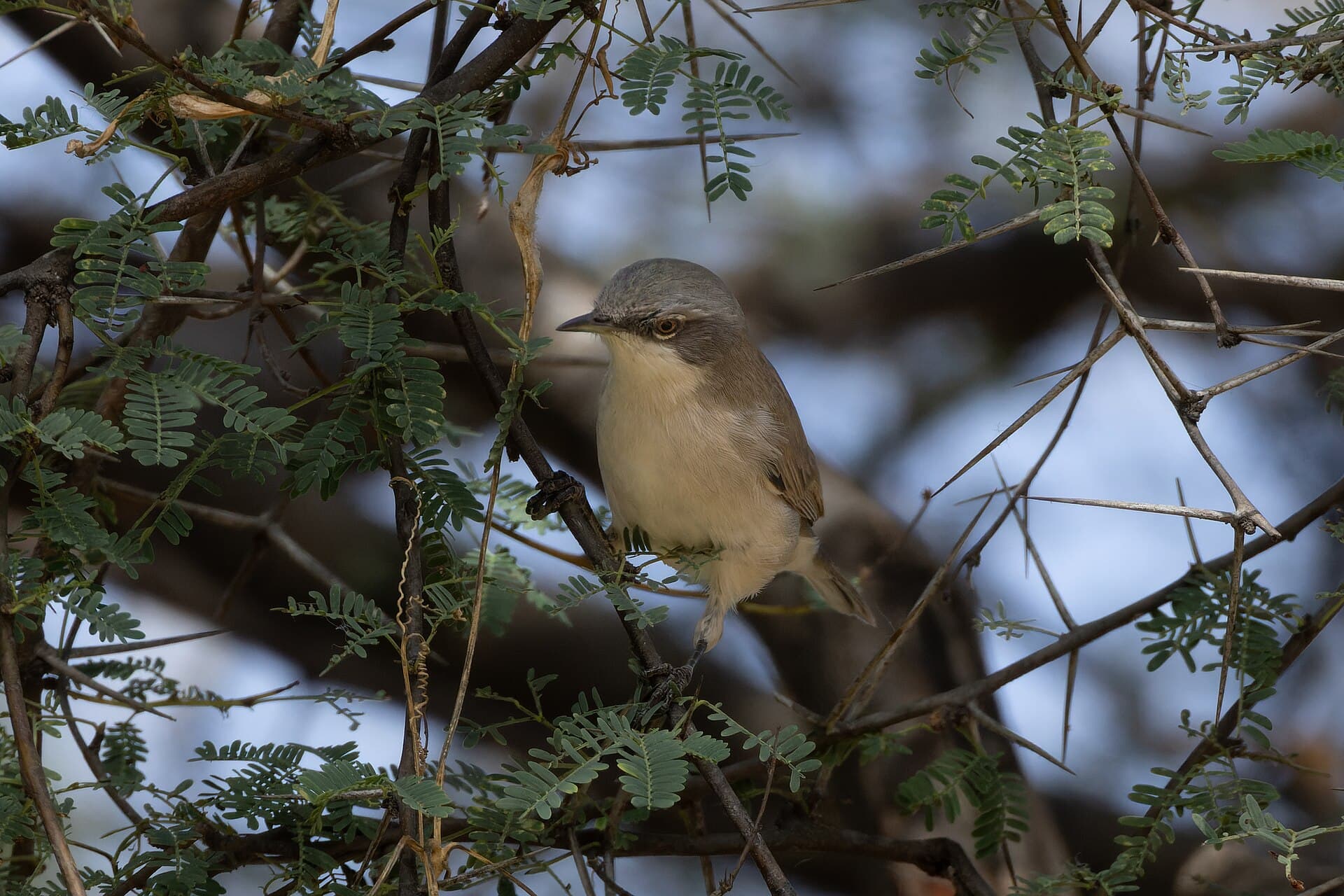 Braamsluiper (Sylvia curruca) - Lesser Whitethroat by Tisha Mukherjee 03