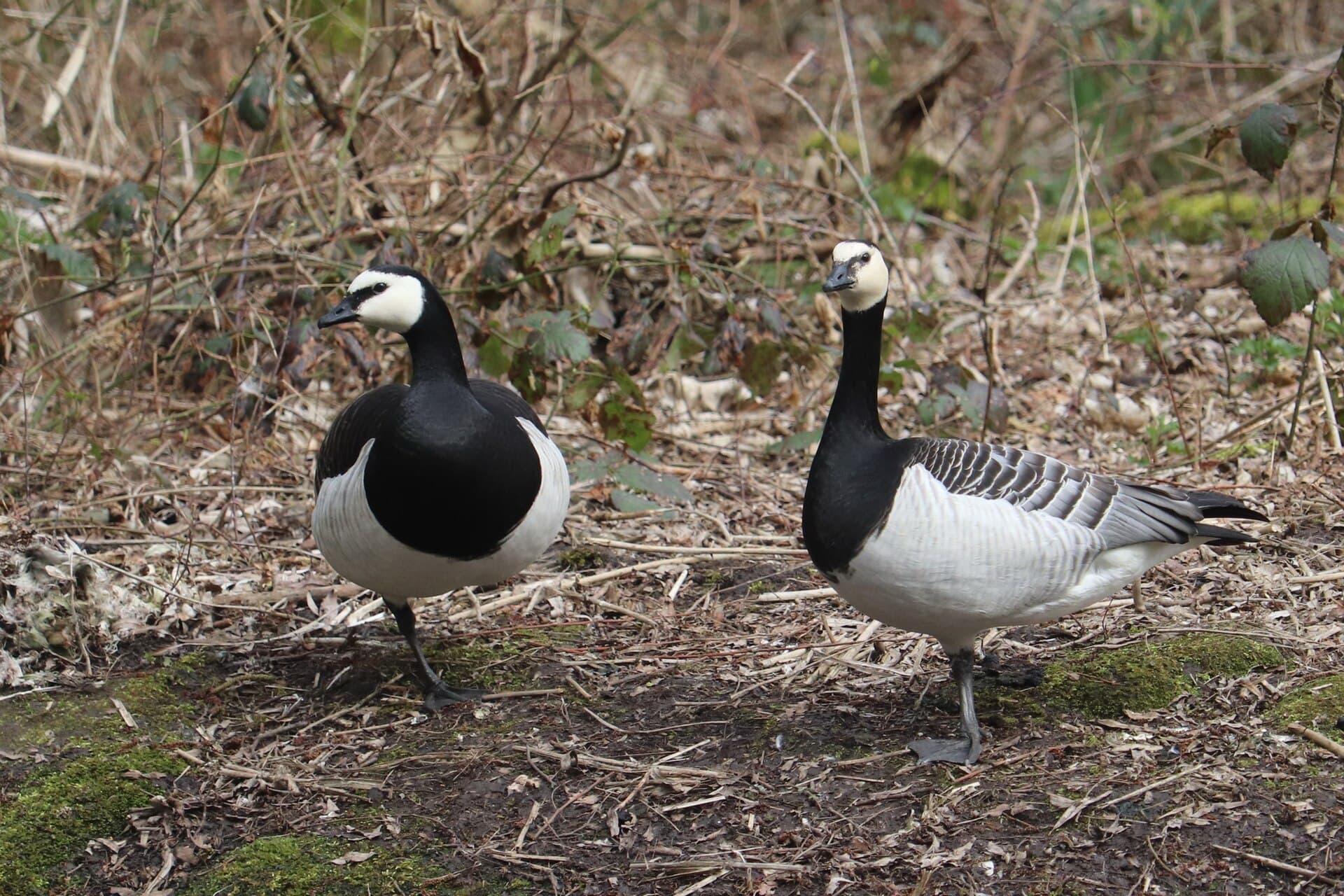 Brandgans (Branta leucopsis) - Branta leucopsis 117618278