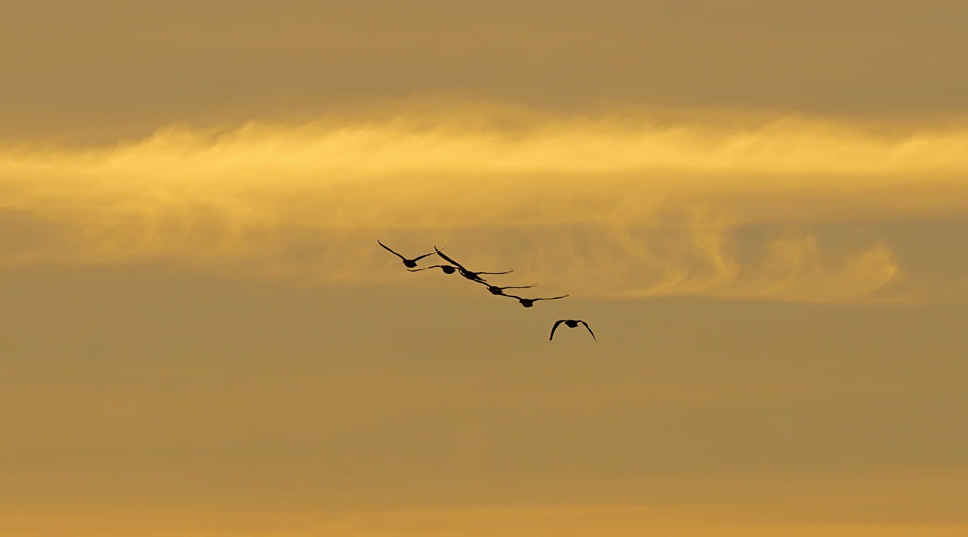 Brandgans (Branta leucopsis) - Weißwangengänse am Abend über Norderney 4 , Niedersächsisches Wattenmeer